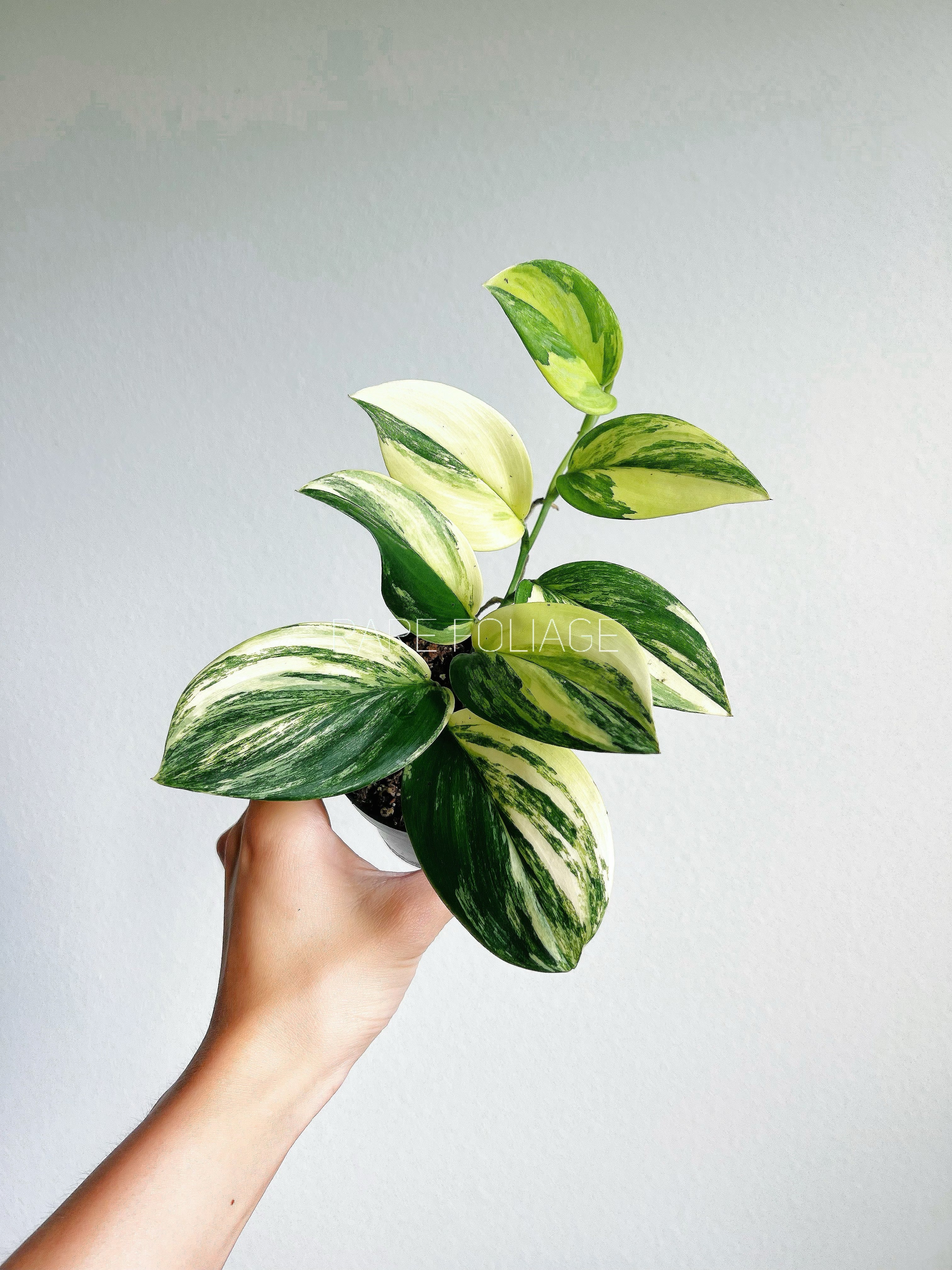 Nakayama Plants🌱スキンダプサス特化型の植物屋🌱 | ↓詳細は
