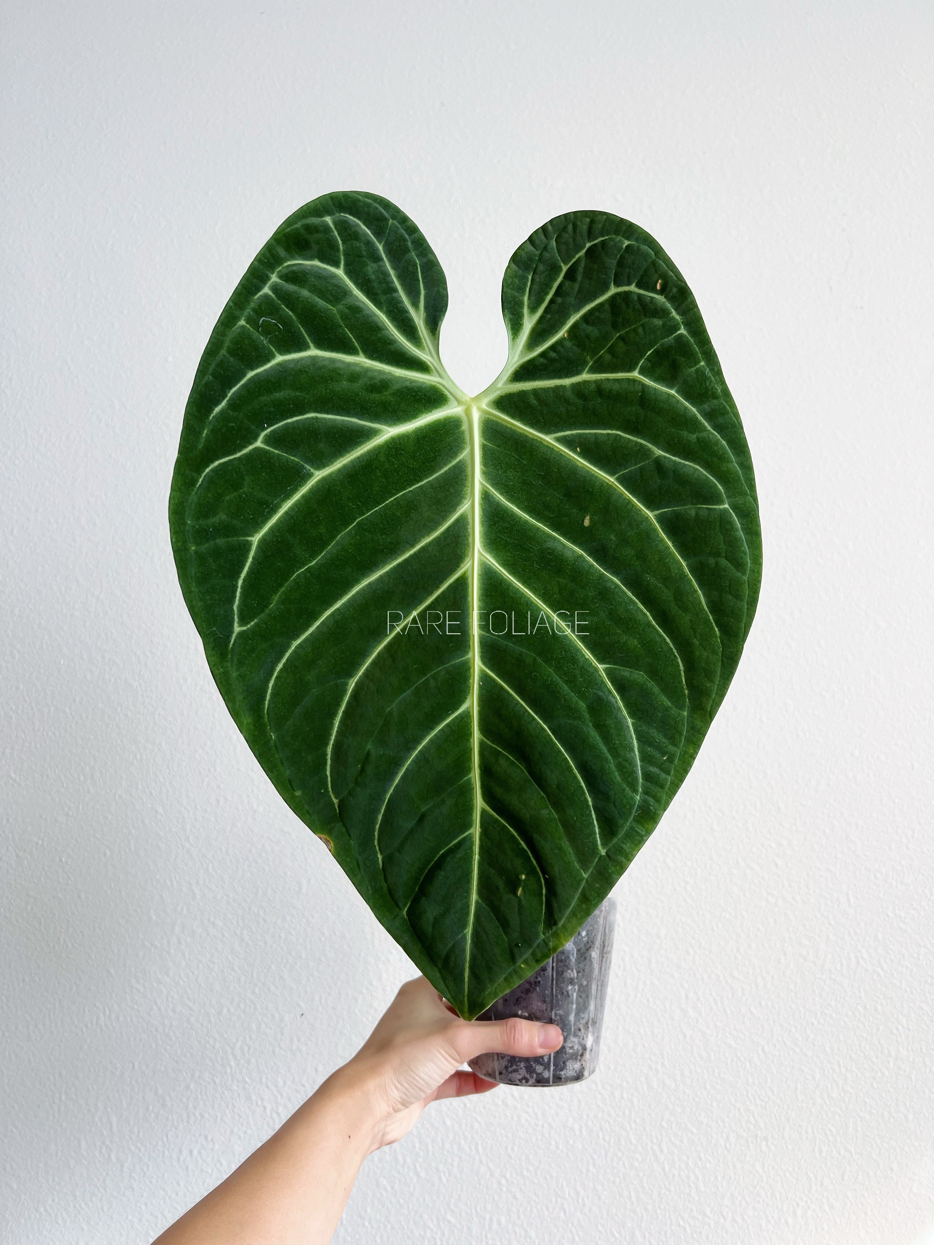 Anthurium - Rare Foliage Plant Co