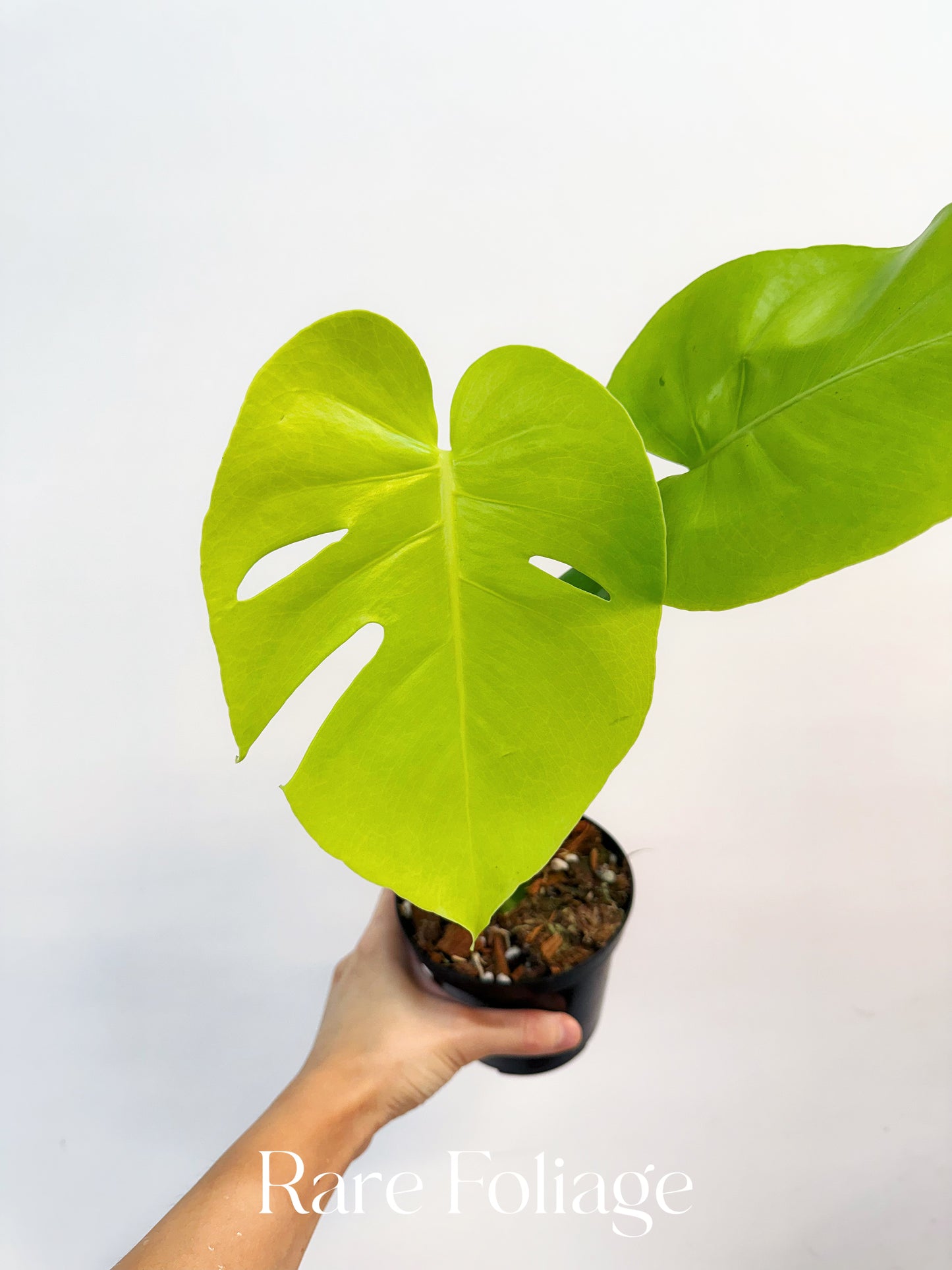 Monstera Lemon Lime 4”