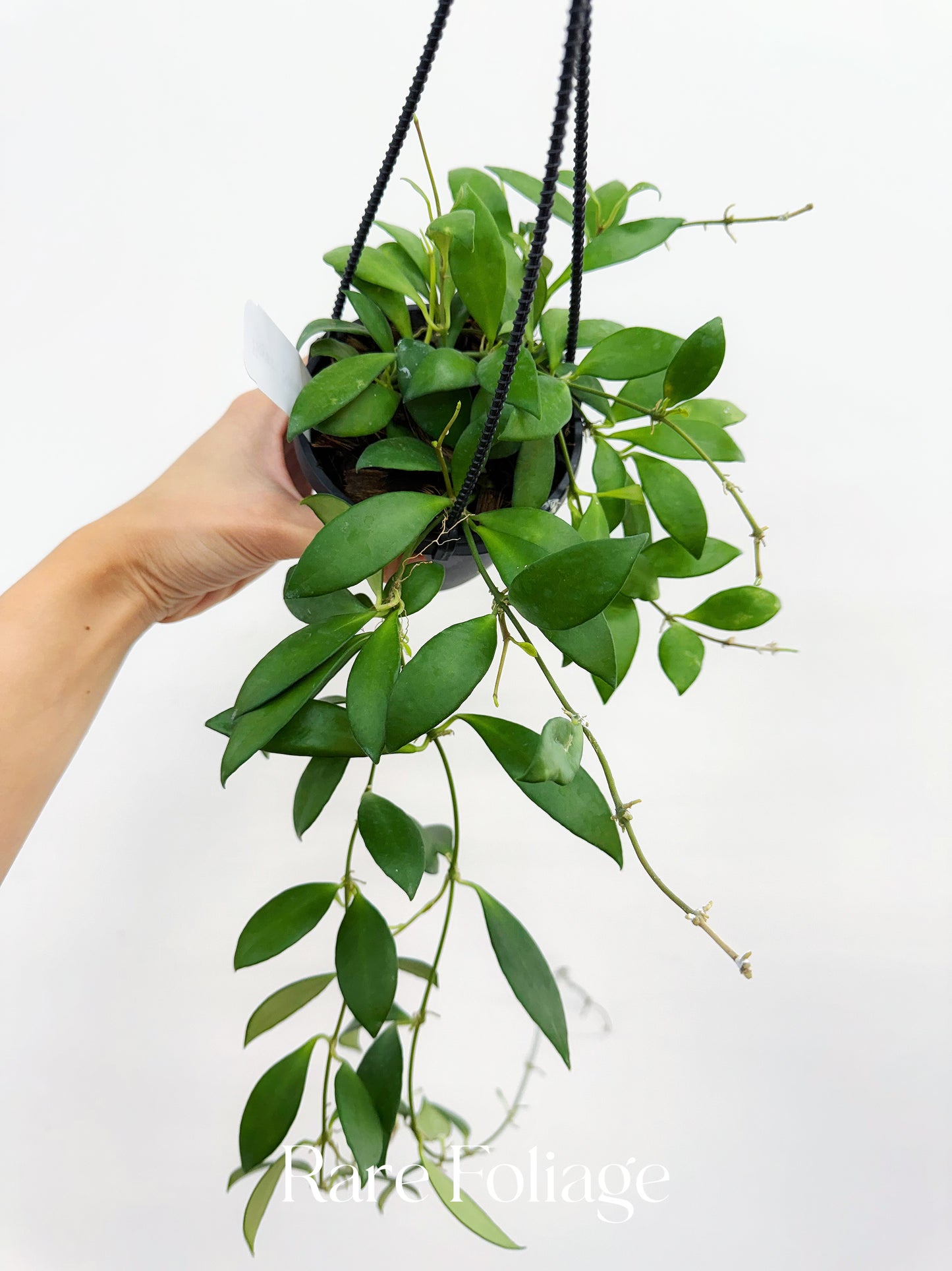 Hoya cv. Noona 4" Hanging Basket