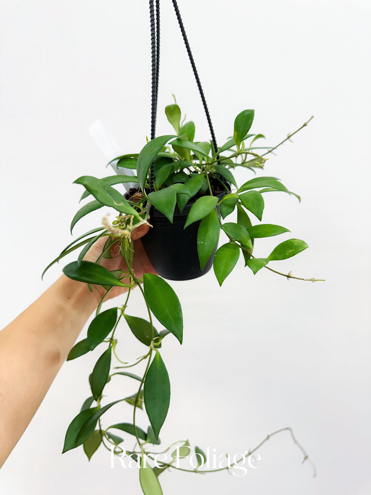 Hoya cv. Noona 4" Hanging Basket