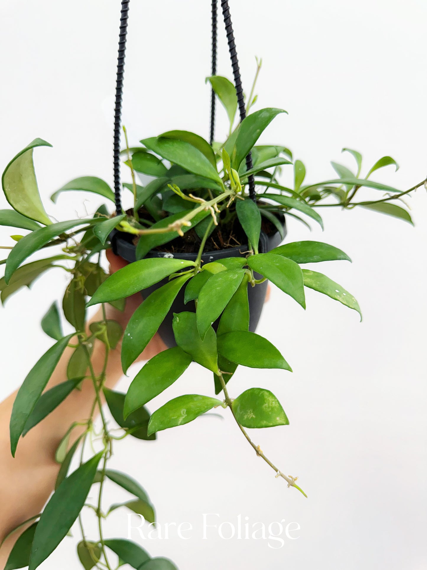 Hoya cv. Noona 4" Hanging Basket