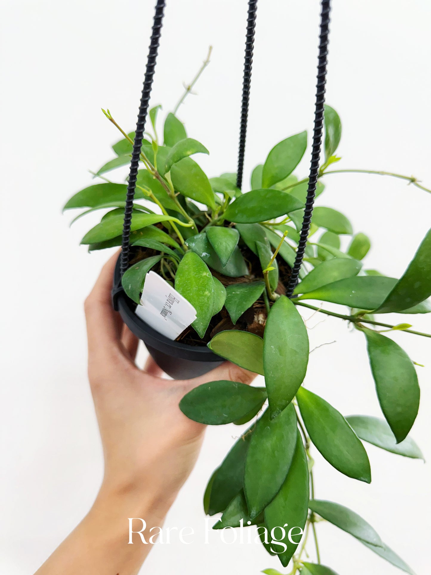 Hoya cv. Noona 4" Hanging Basket
