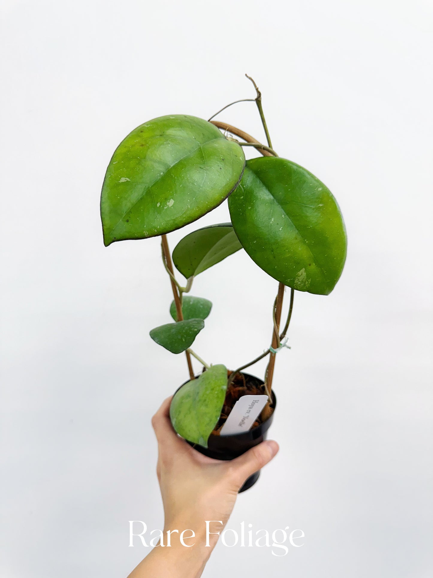 Hoya Noelle Trellis 4"