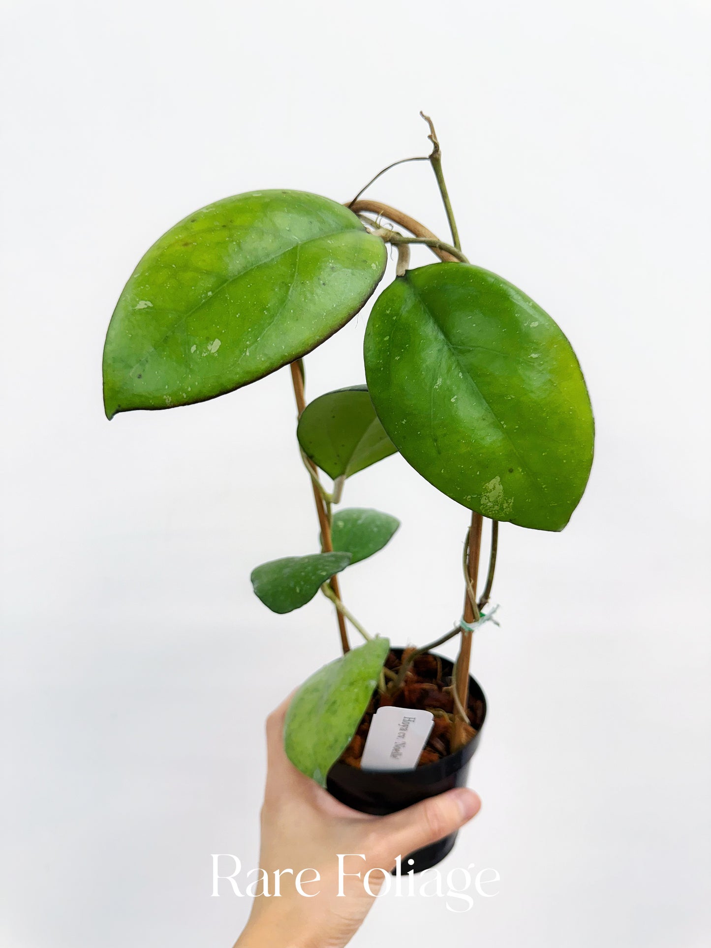 Hoya Noelle Trellis 4"