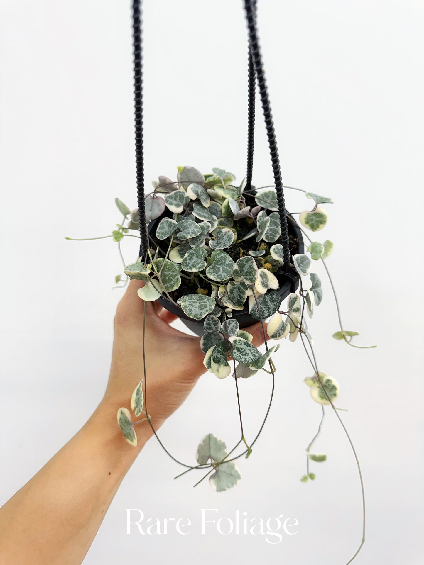 String of Hearts Variegated 4” Hanging Basket