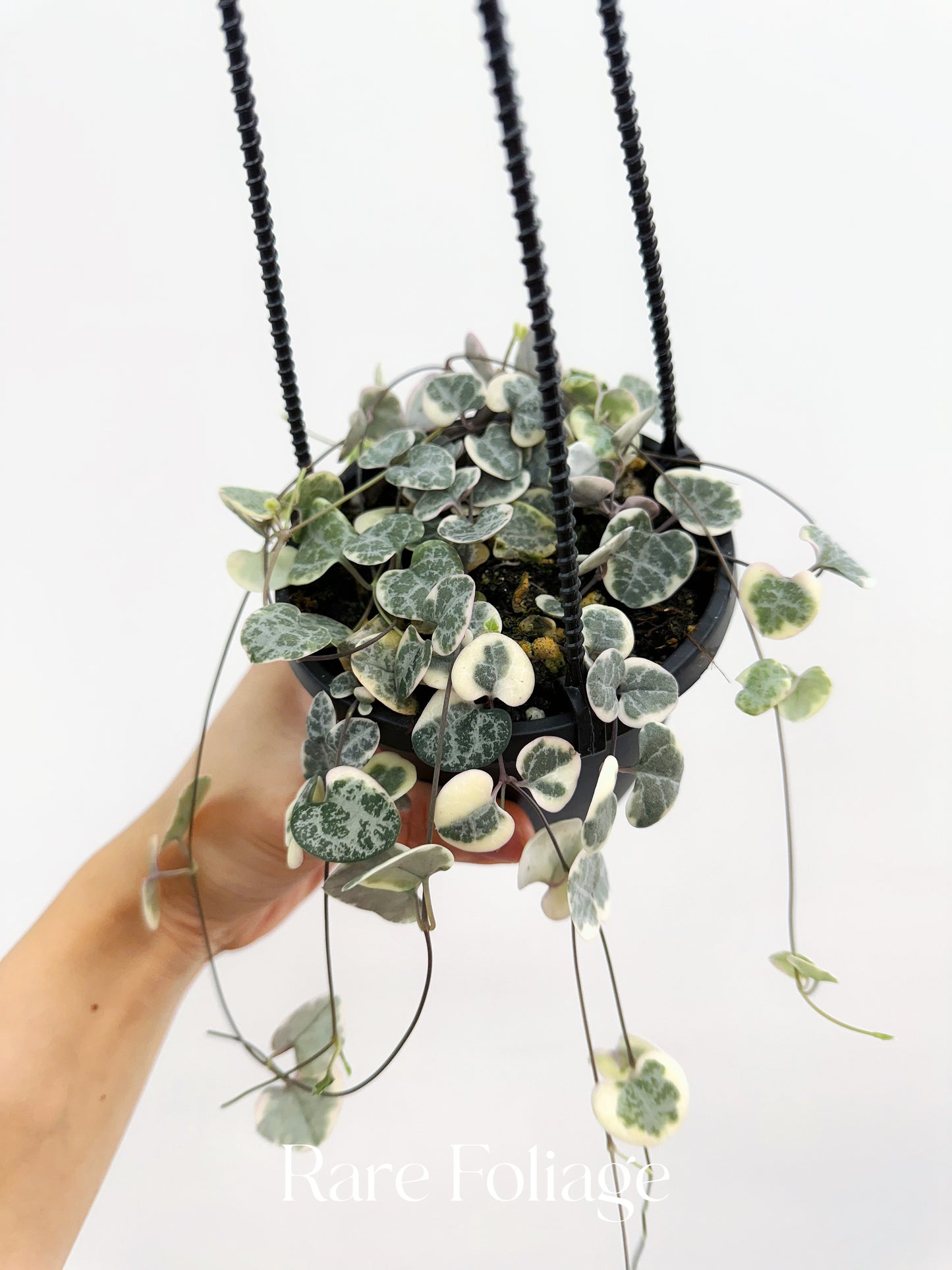 String of Hearts Variegated 4” Hanging Basket
