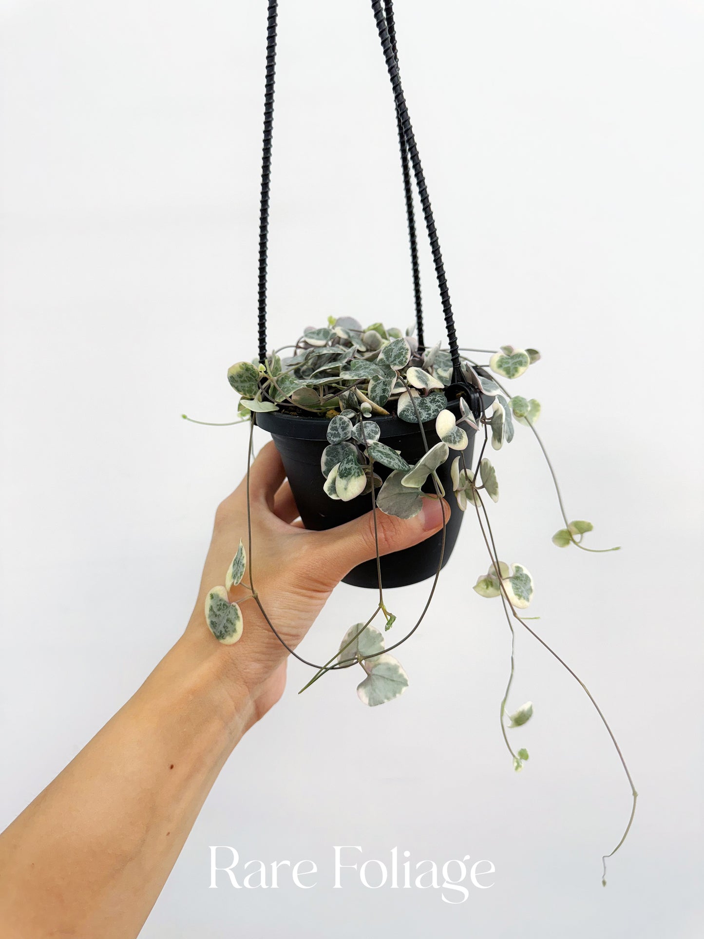 String of Hearts Variegated 4” Hanging Basket