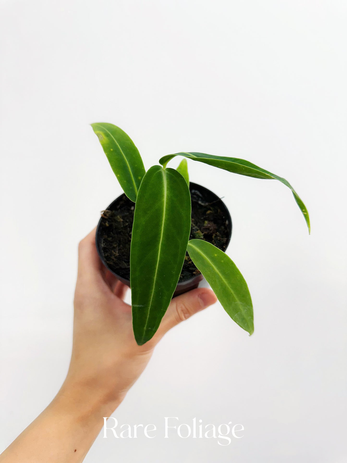 Anthurium Warocqueanum 4" Seedling