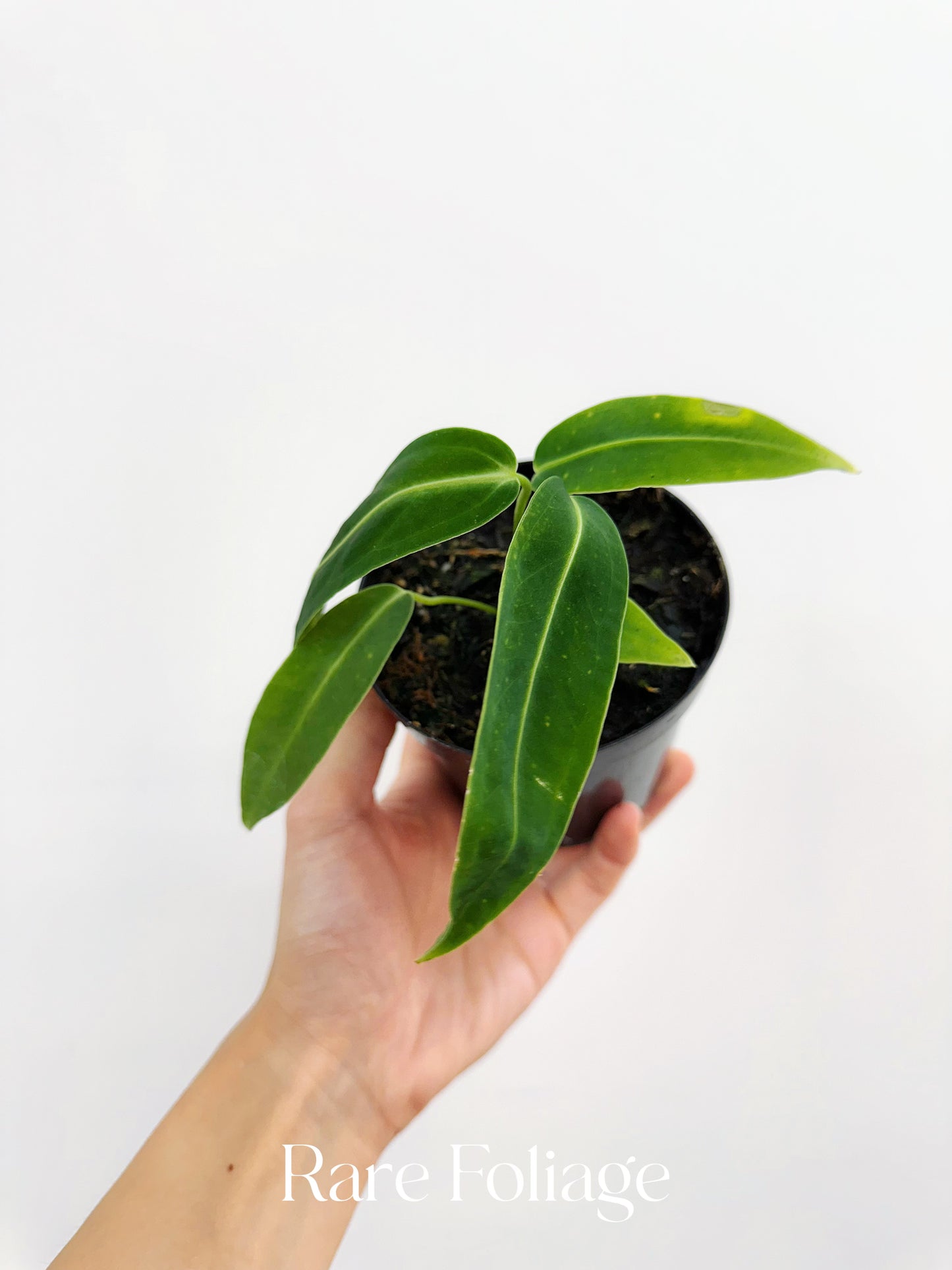 Anthurium Warocqueanum 4" Seedling