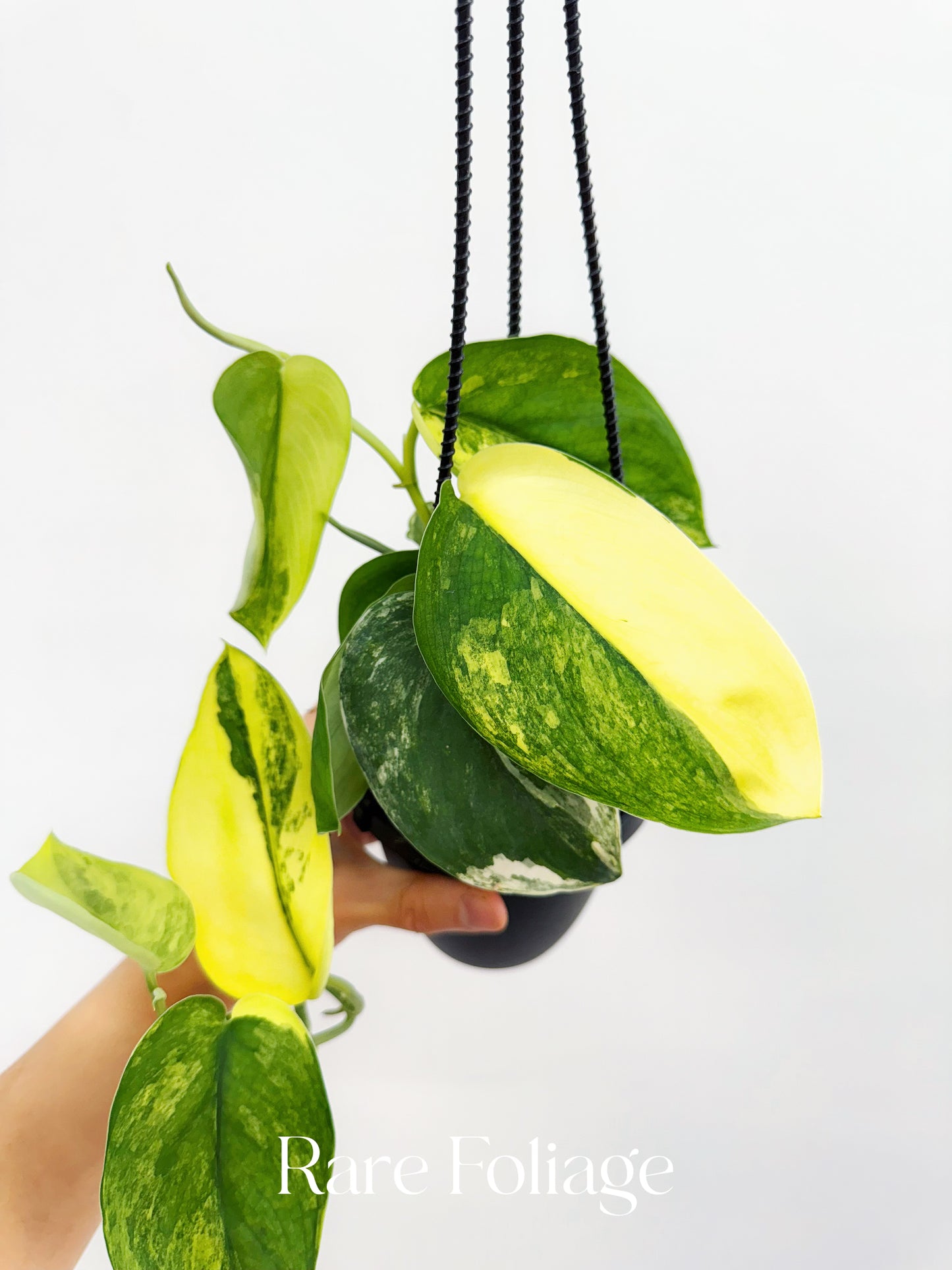 Scindapsus Jade Satin Aurea 4” Hanging Basket