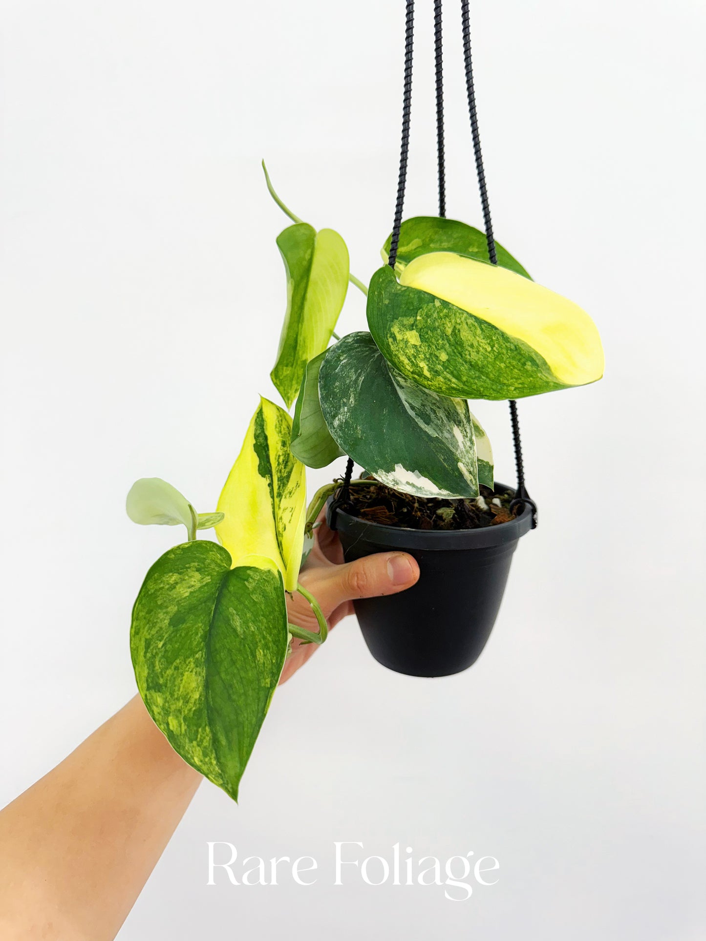 Scindapsus Jade Satin Aurea 4” Hanging Basket
