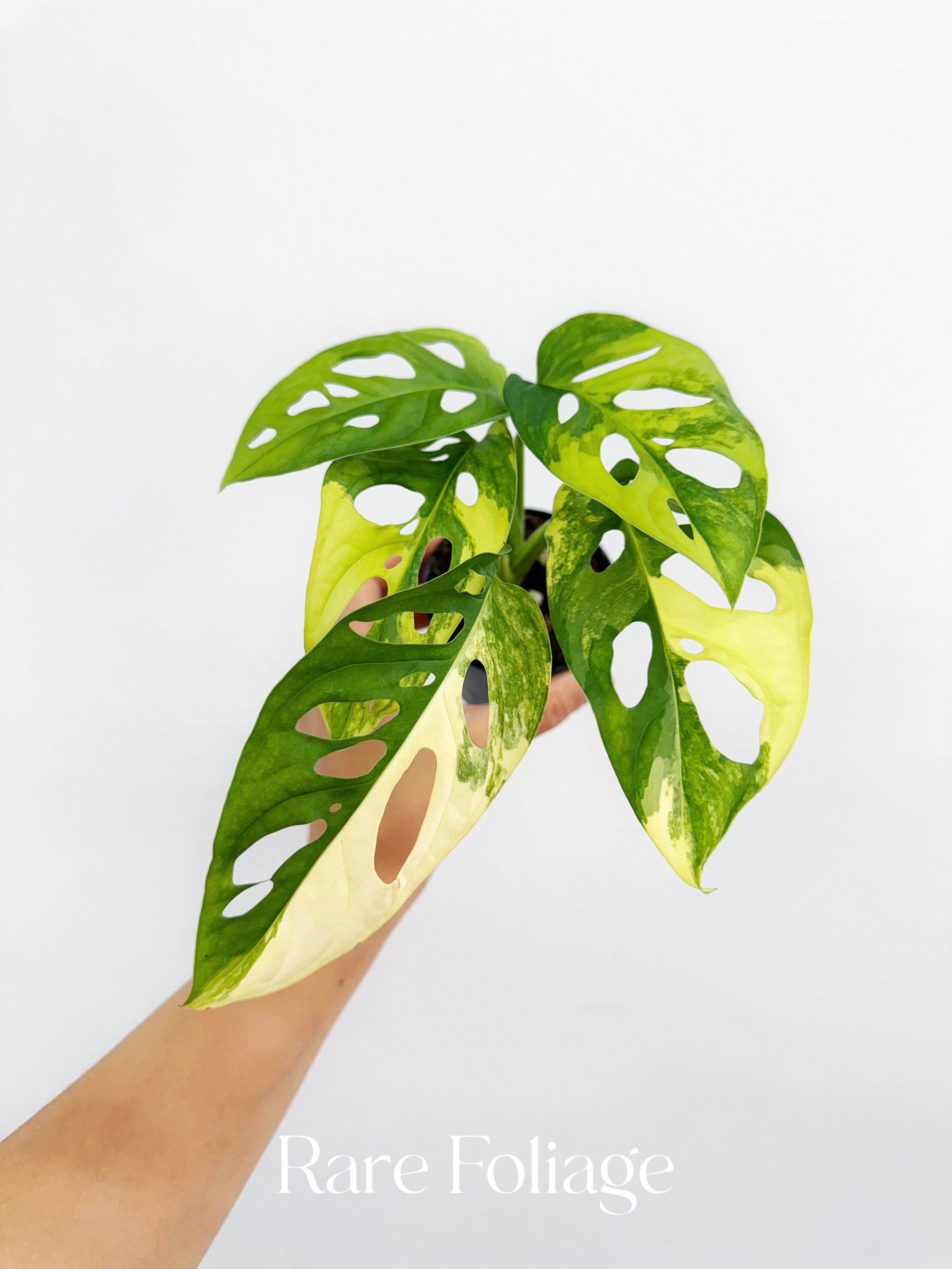 monstera adansonii variegated aurea Monstera Adansonii Aurea Variegated 4”