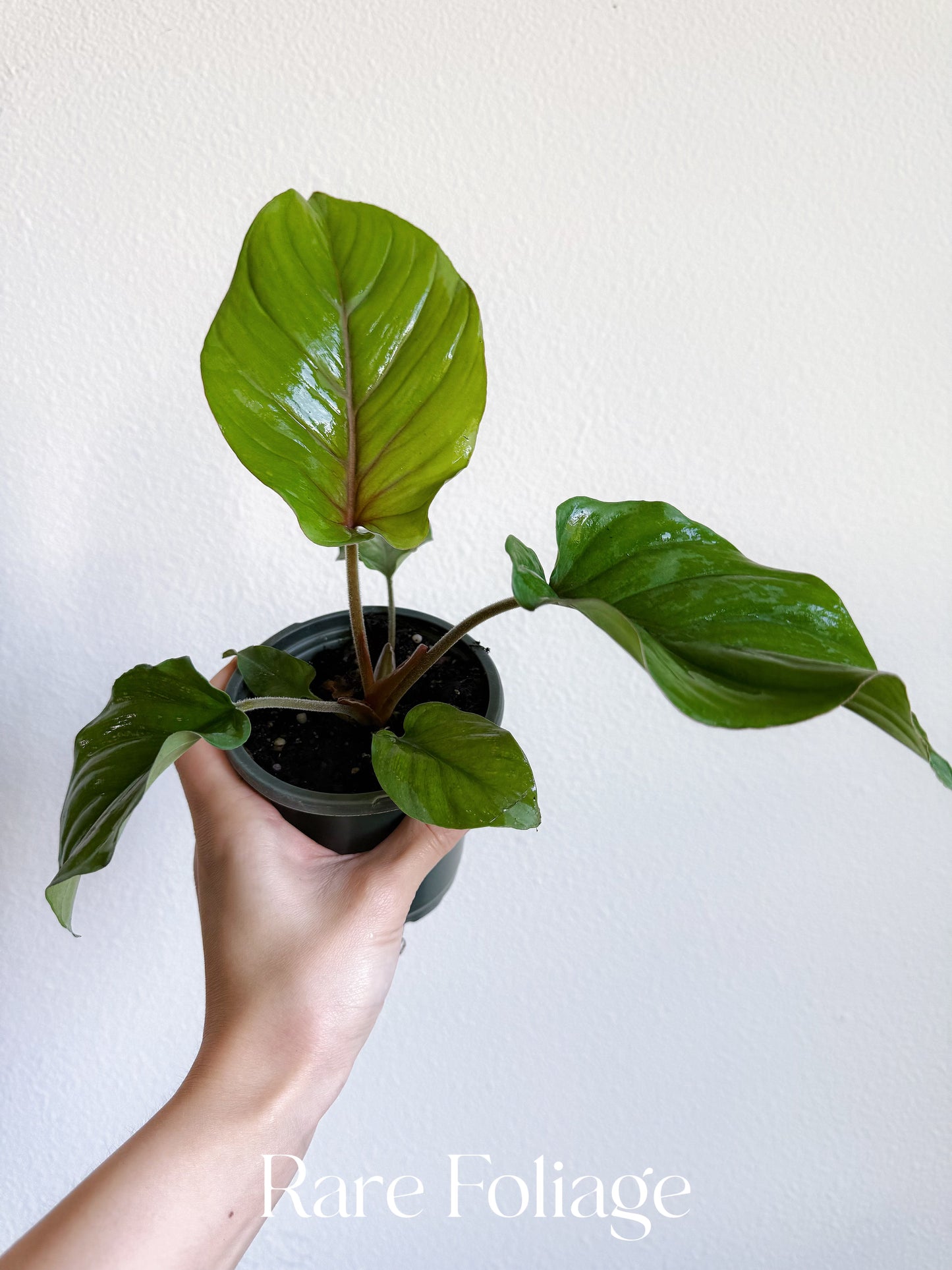 Adelomena Red Velvet 4”