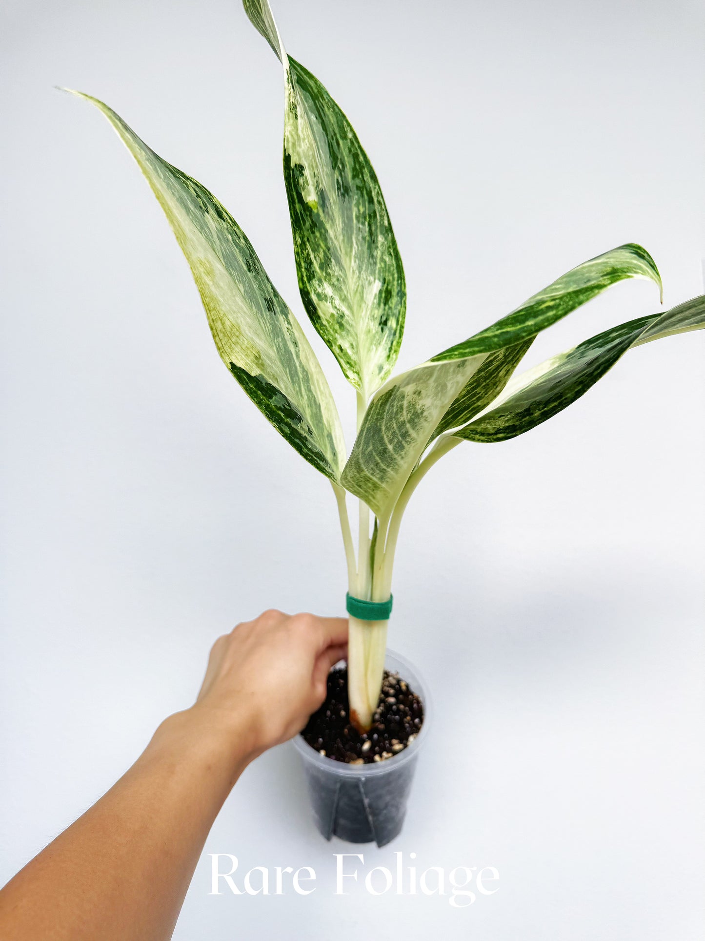 Aglaonema Airport Variegated 4"