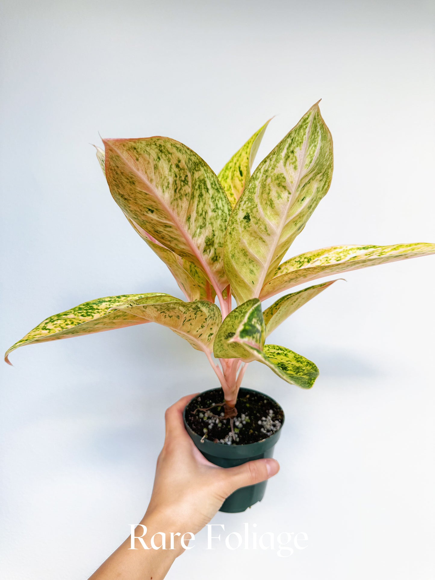 Aglaonema Black Aden 4"
