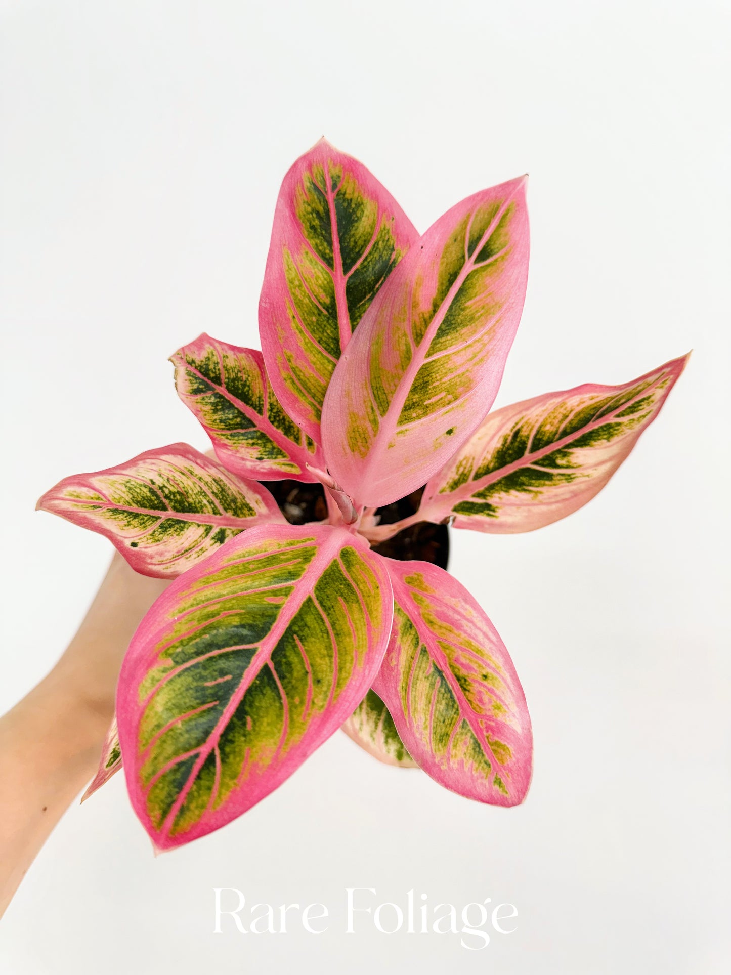Aglaonema Lotus Delight 4”