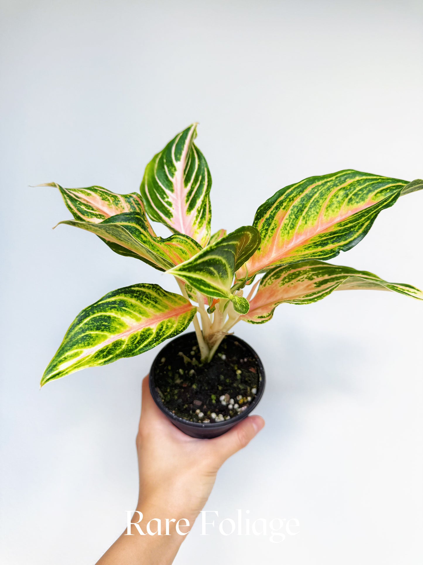 Aglaonema Pink Panama 4"