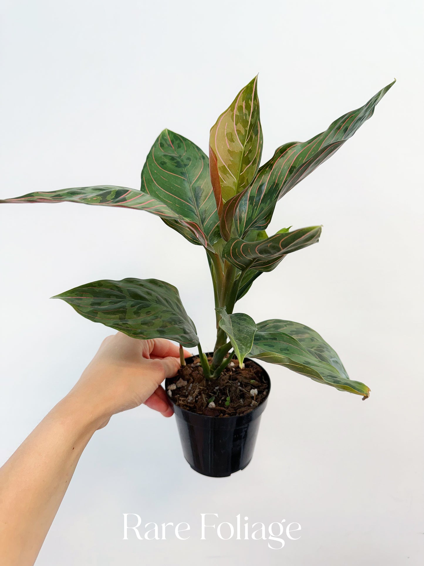 Aglaonema Red Army Variegated 4”