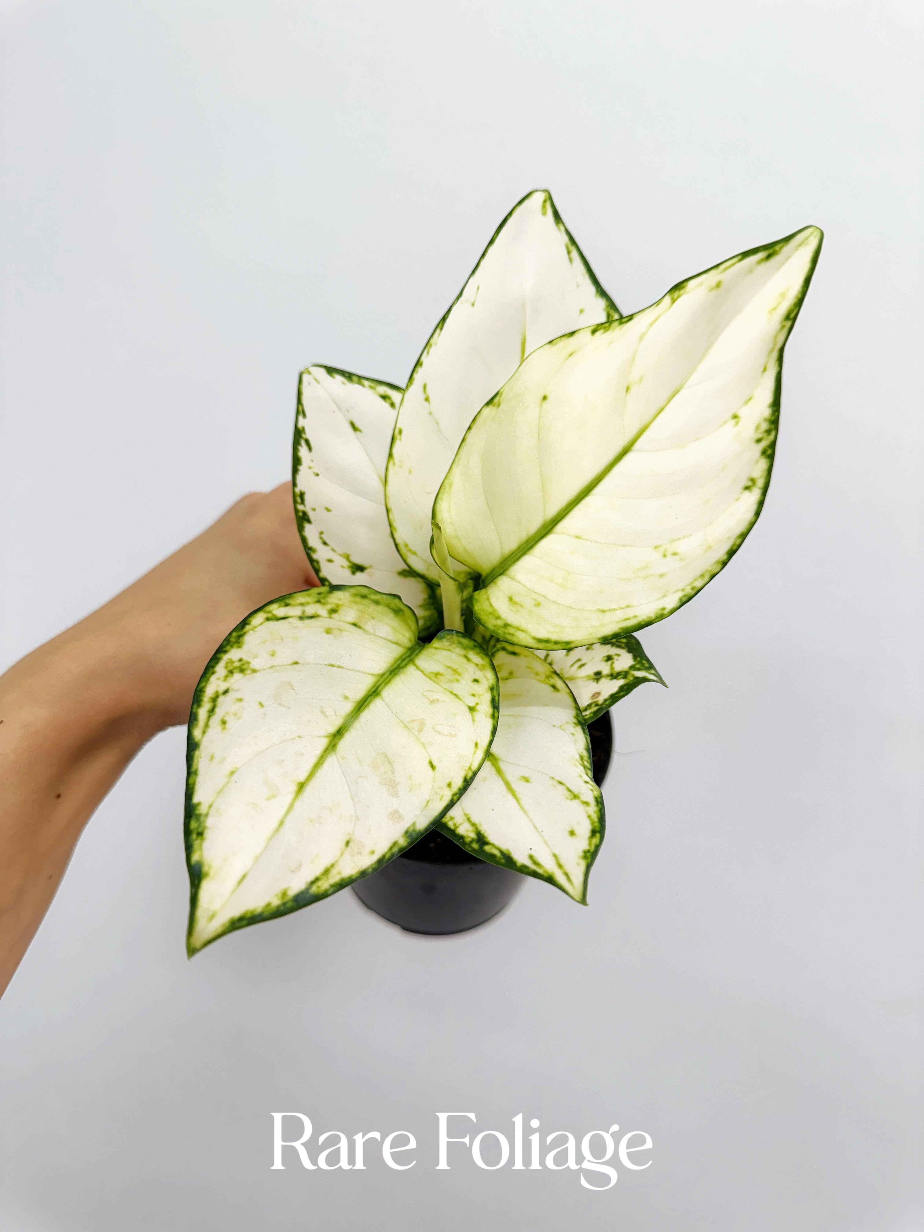 aglaonema white splash Aglaonema Super White 4” – Rare Foliage Plant Co