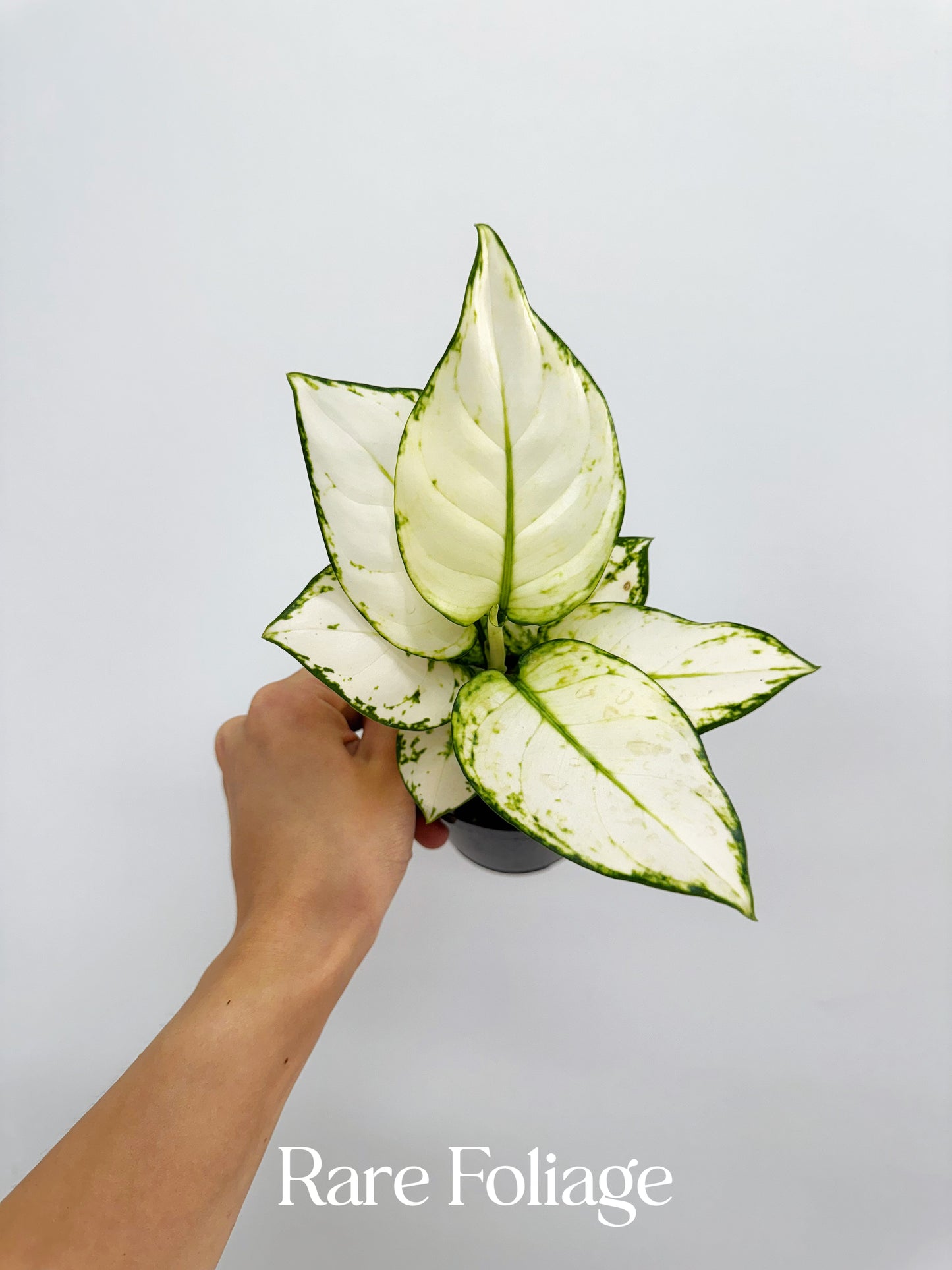 Aglaonema Super White 4”