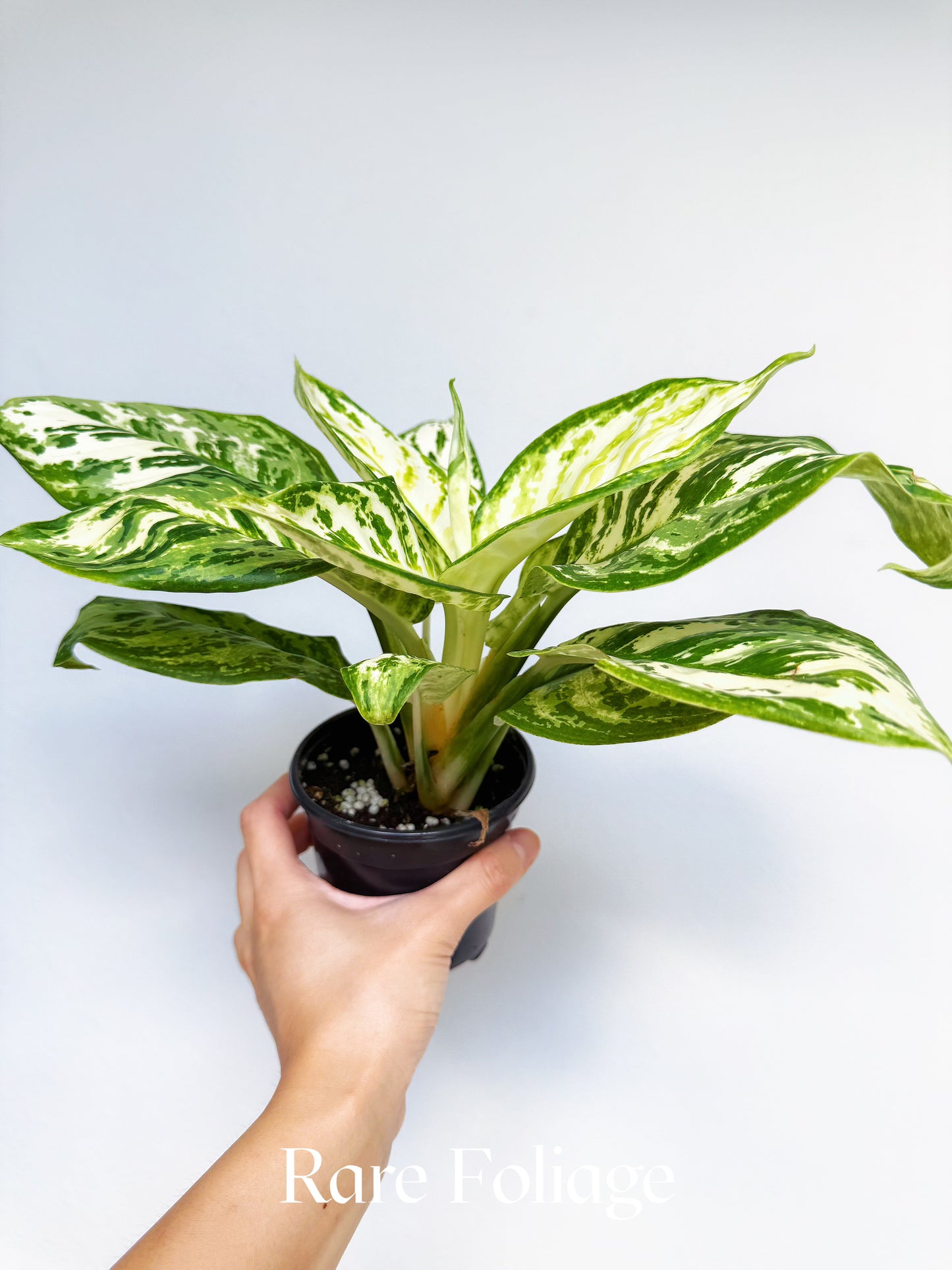 Aglaonema White Platinum 4"