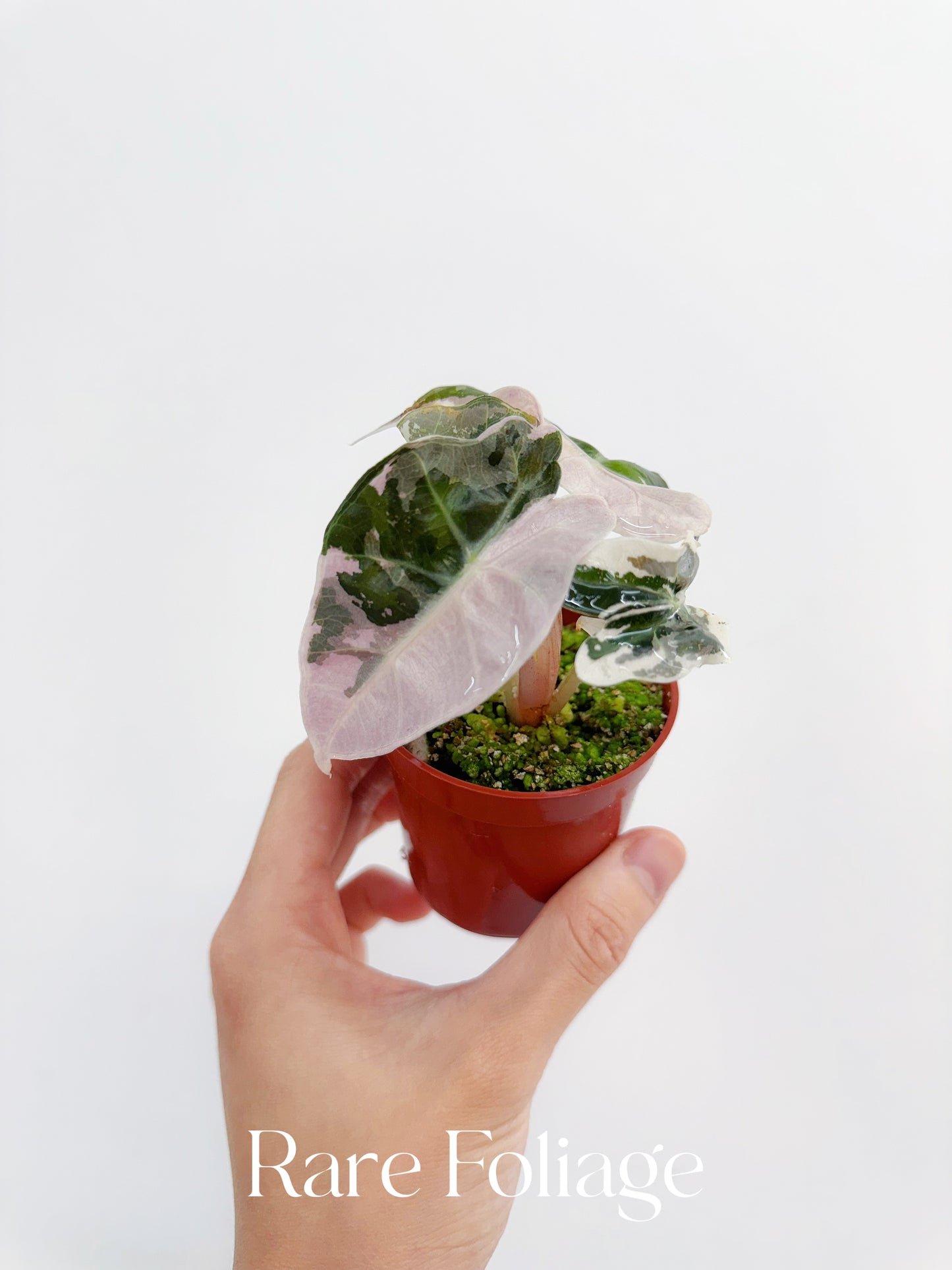 Alocasia Amazonica Pink Albo Variegated 2” Exact Plant