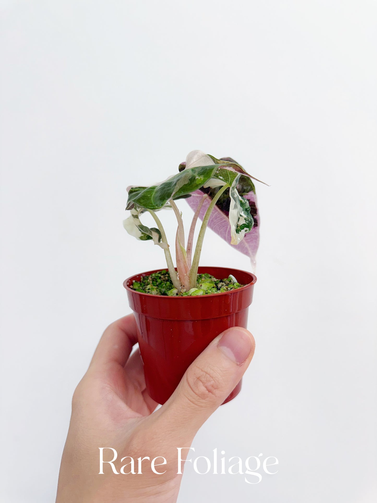 Alocasia Amazonica Pink Albo Variegated 2” Exact Plant