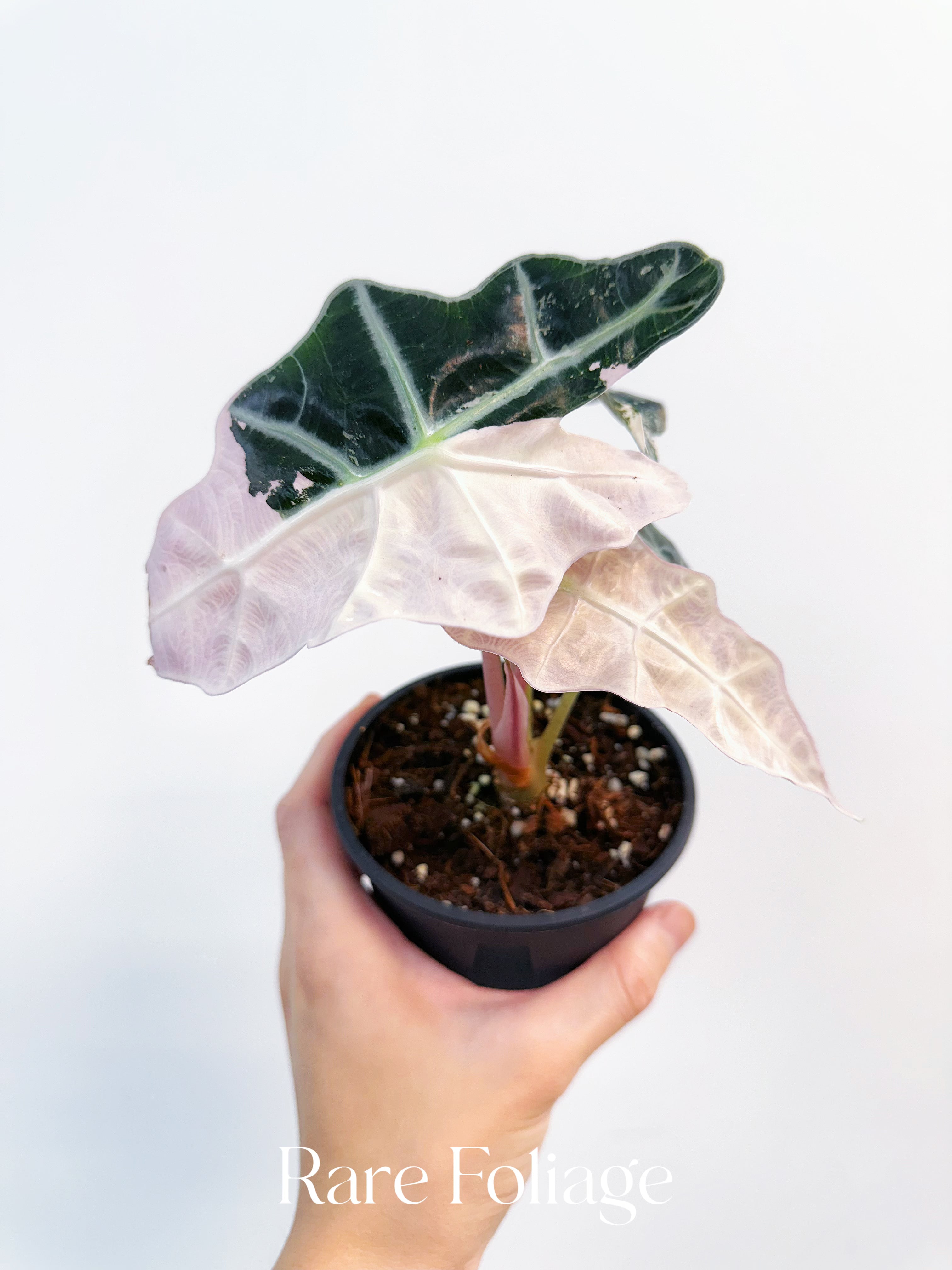 Alocasia Amazonica Pink Albo Variegated 4” Exact Plant – Rare