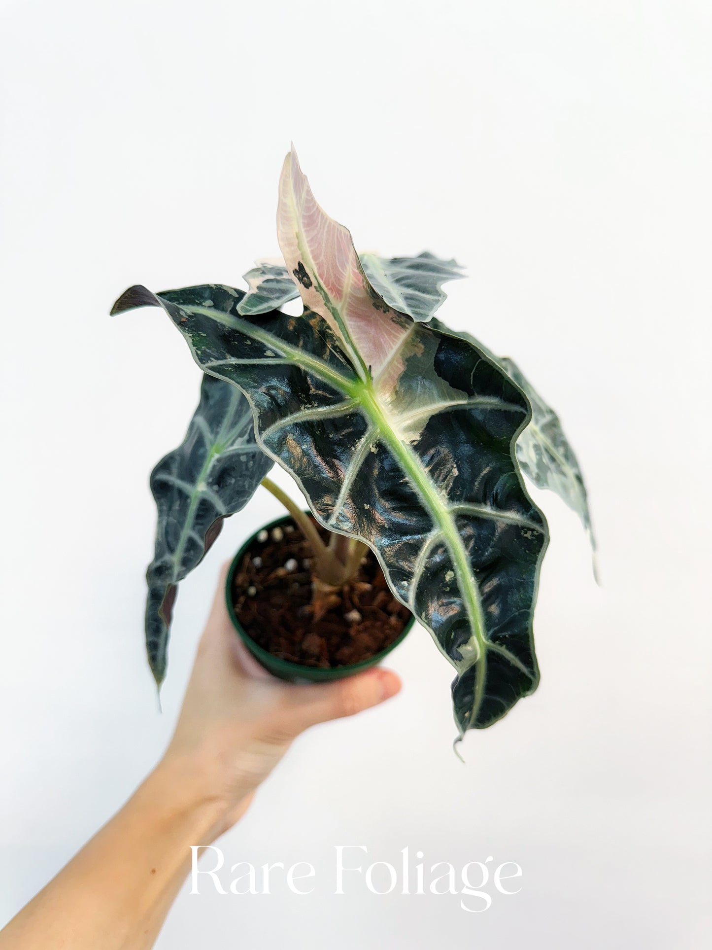 Alocasia Amazonica Pink Albo Variegated 4” Exact Plant