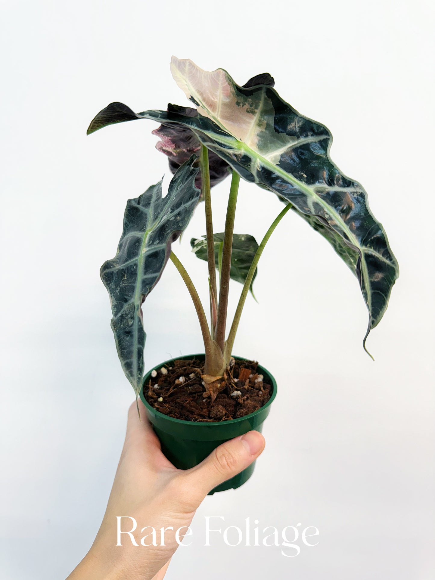 Alocasia Amazonica Pink Albo Variegated 4” Exact Plant