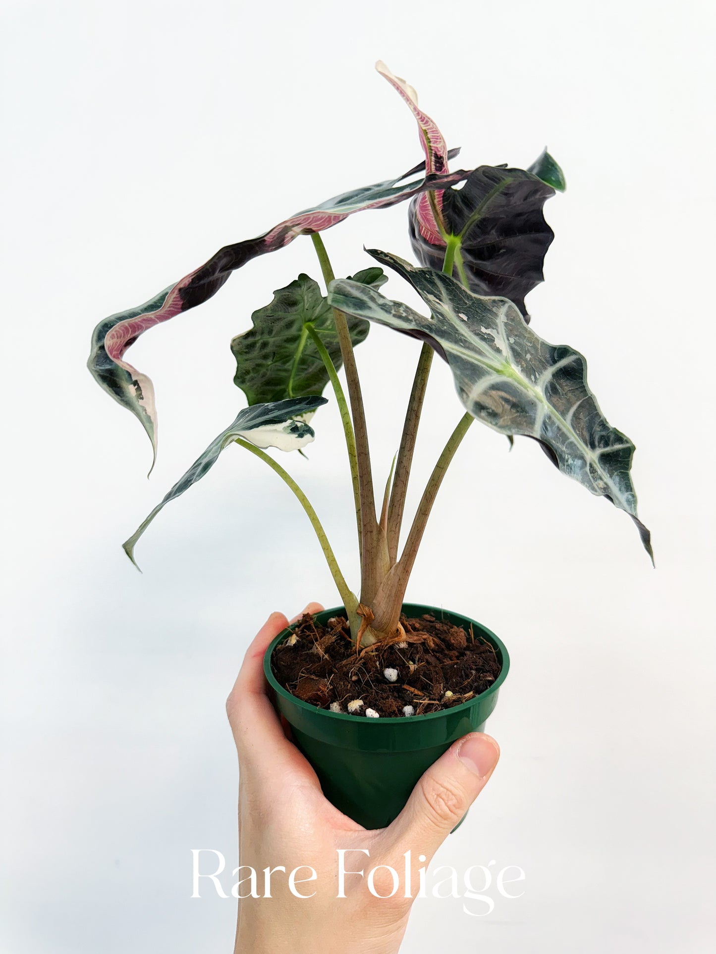 Alocasia Amazonica Pink Albo Variegated 4” Exact Plant