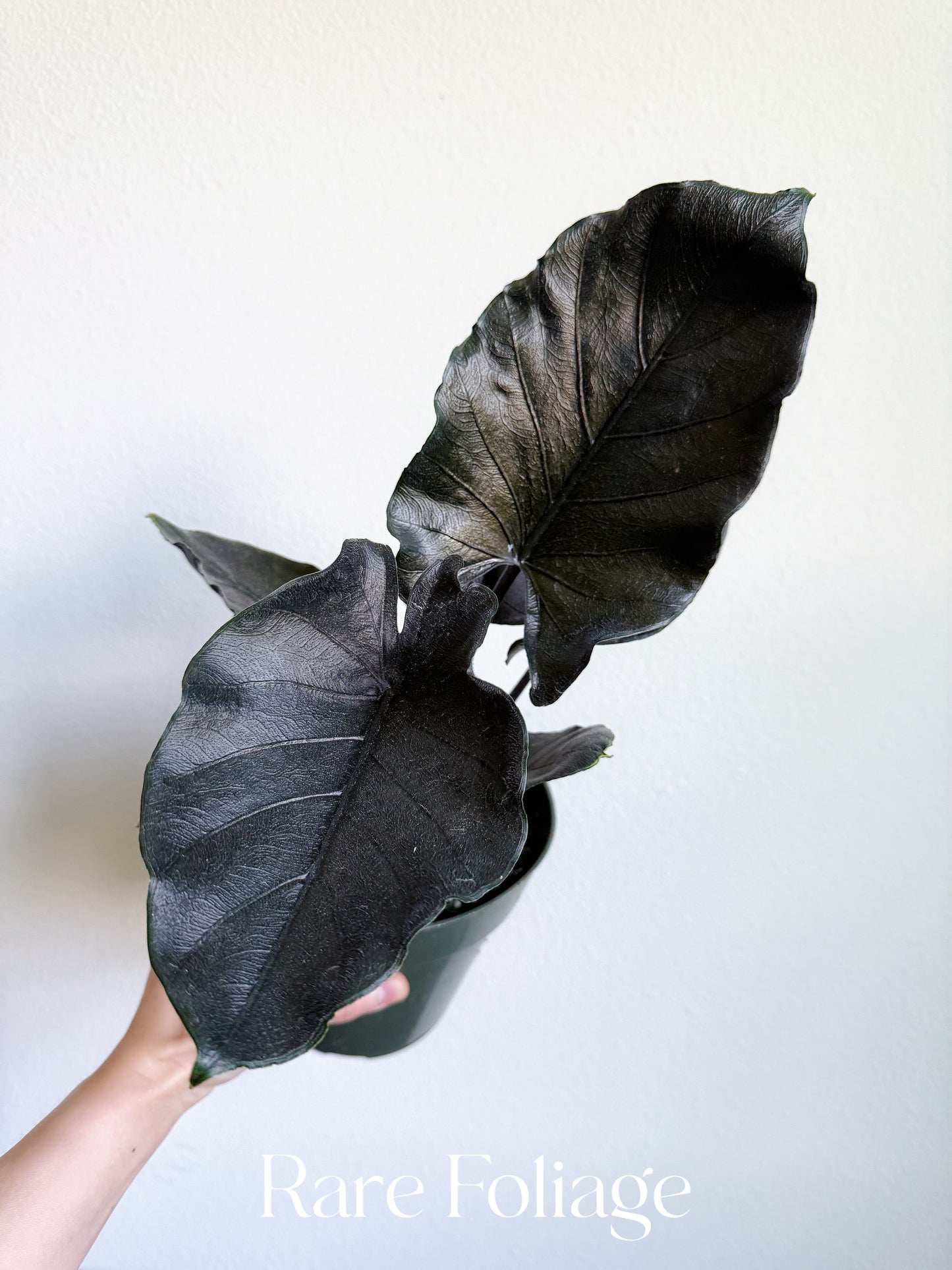 Alocasia Antoro Velvet 6" Large