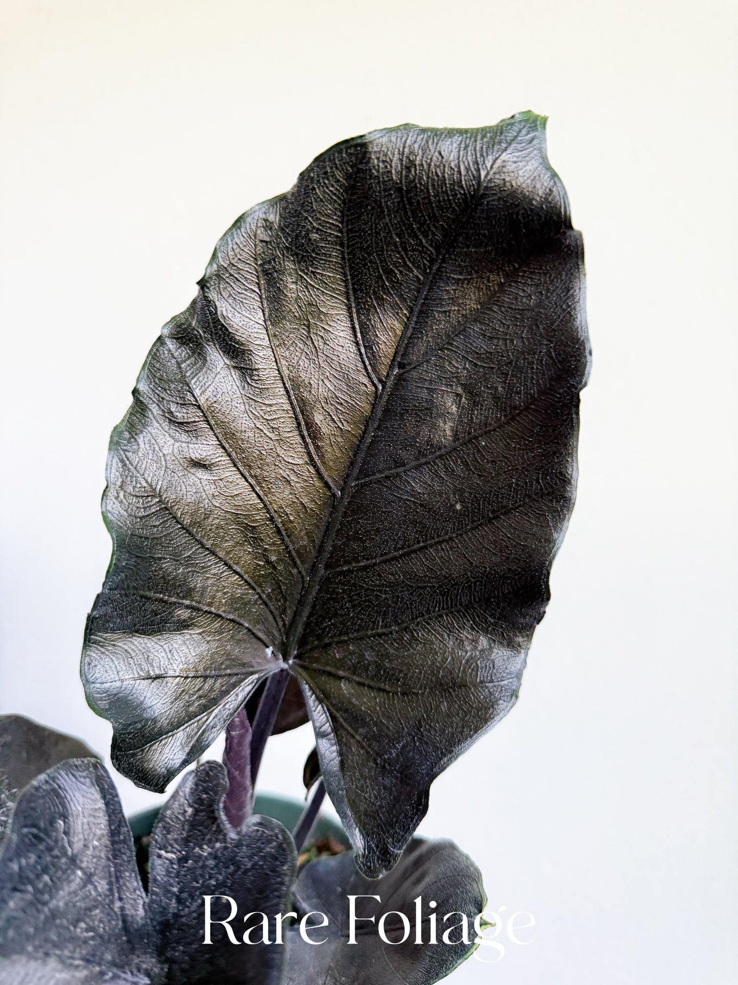 Alocasia Antoro Velvet 6" Large