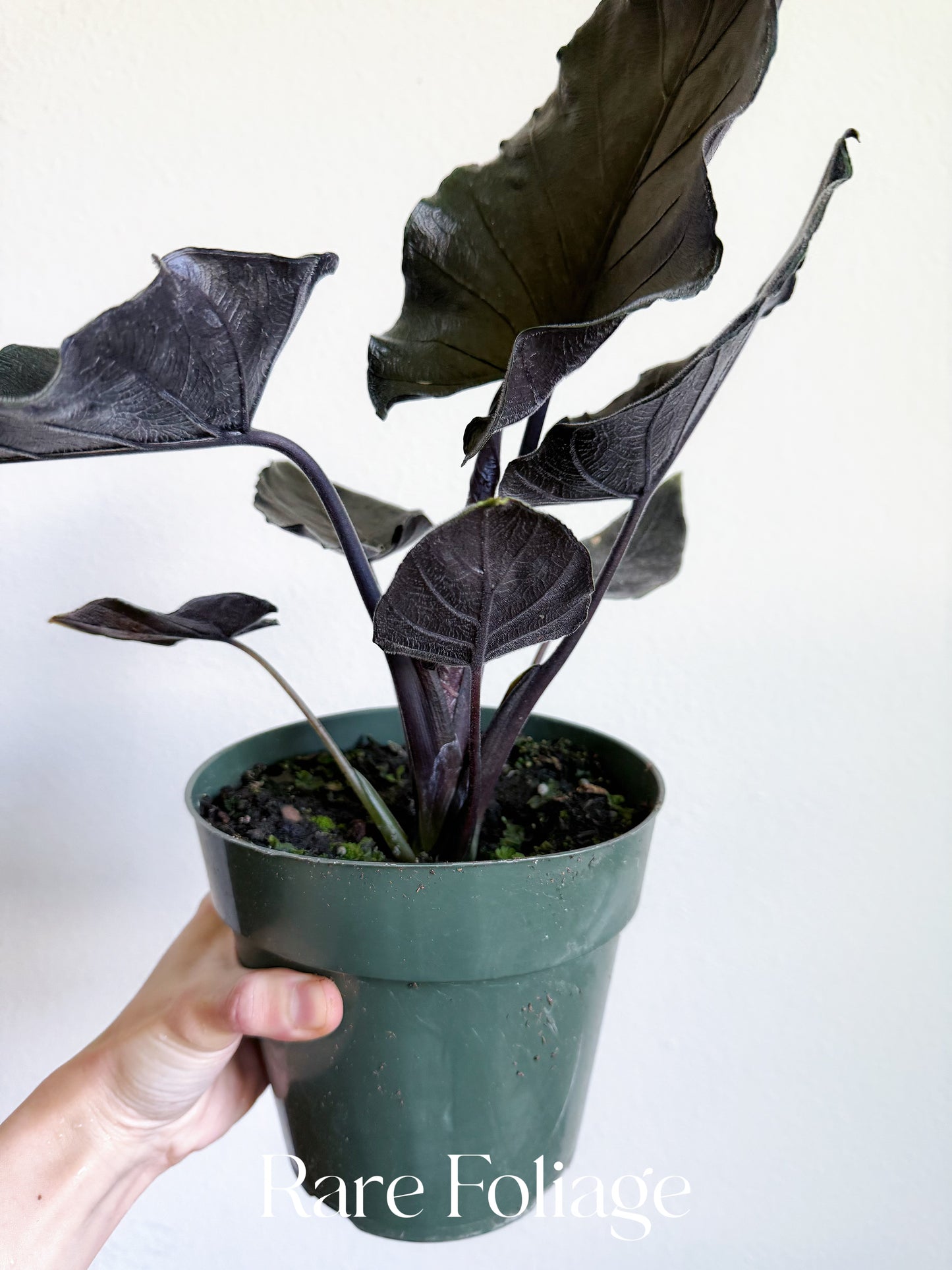 Alocasia Antoro Velvet 6" Large