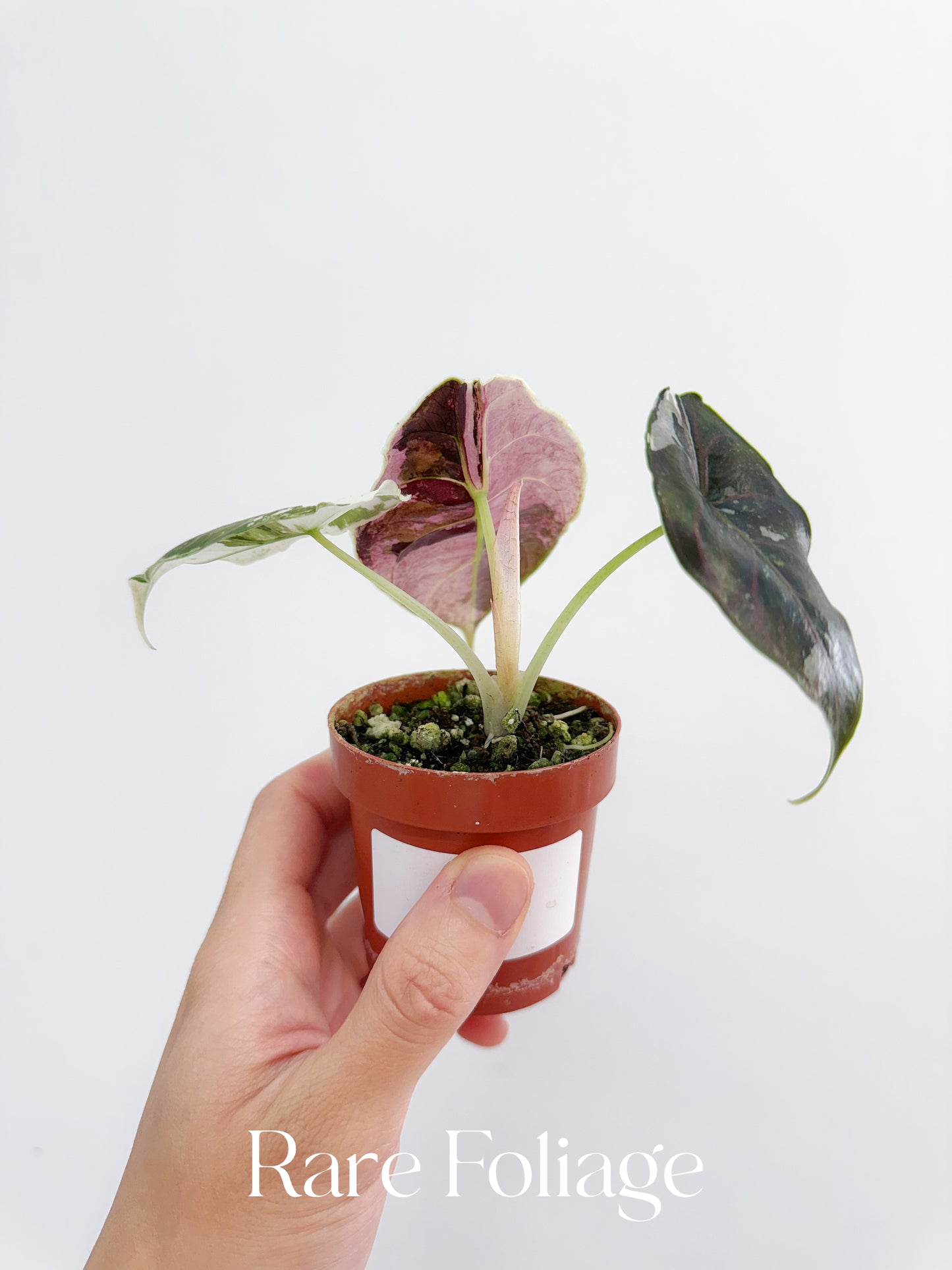 Alocasia Azlanii Pink Albo Variegated 2” Exact Plant