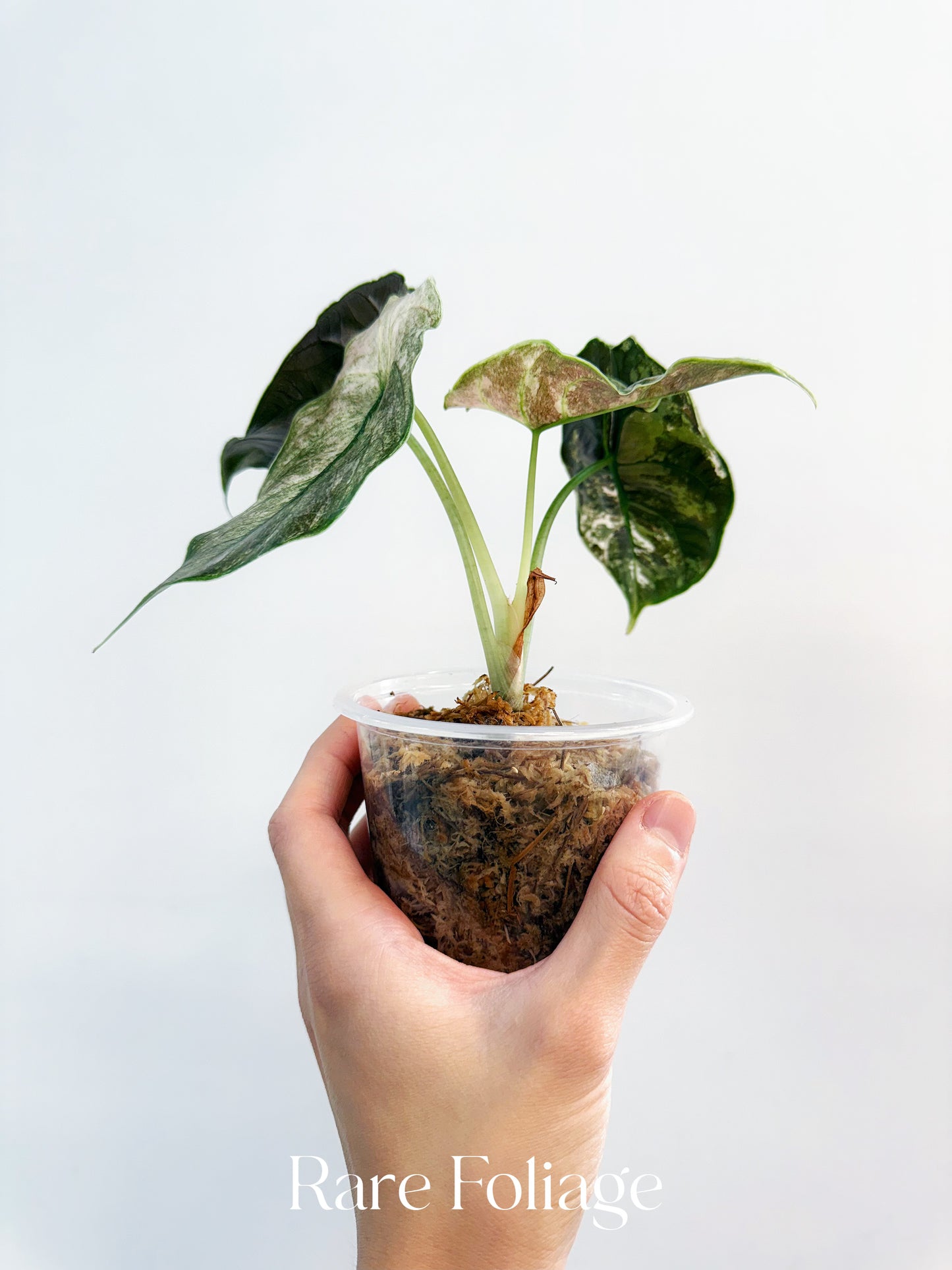 Alocasia Azlanii Variegated 4” Exact Plant