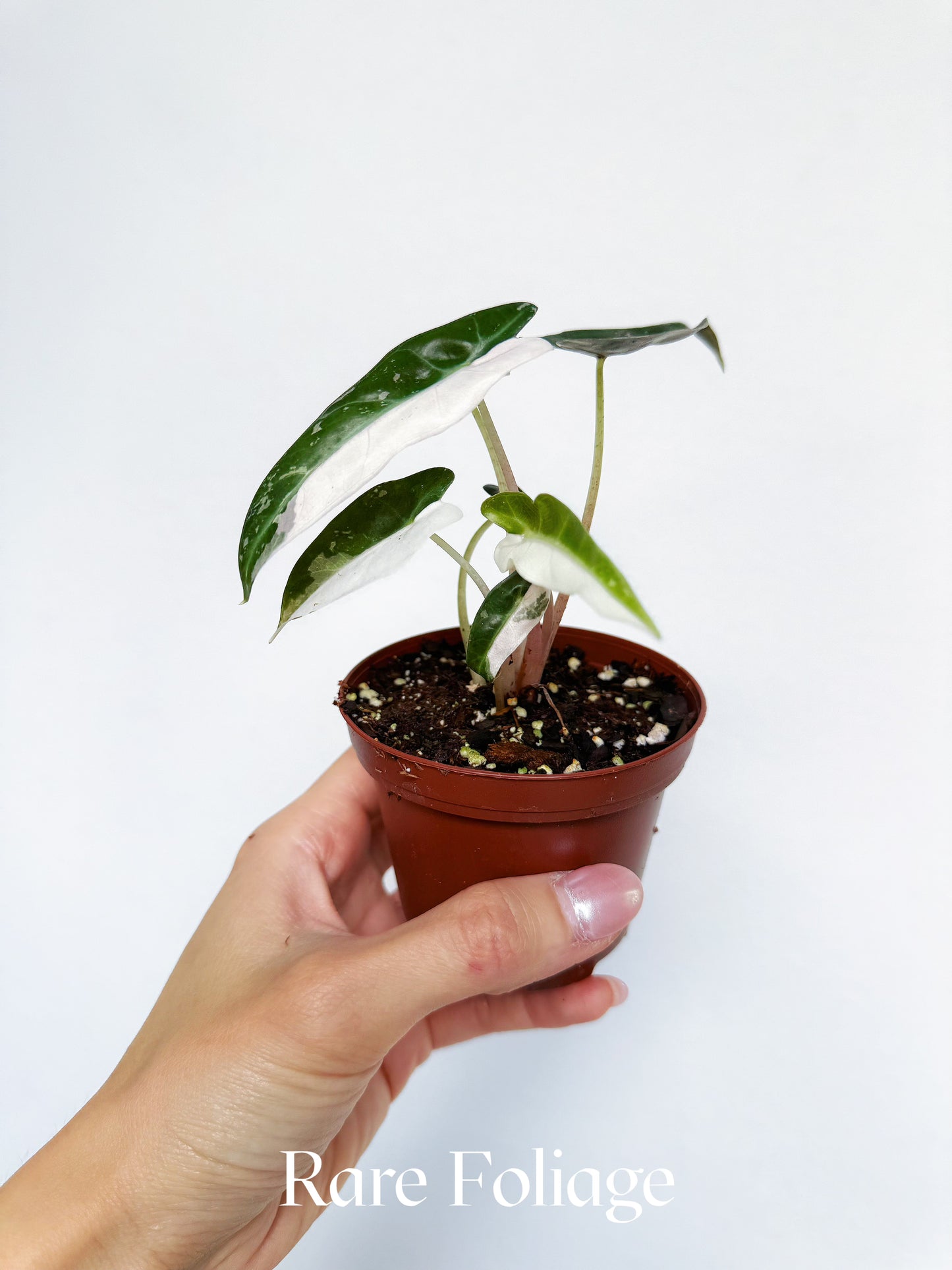 Alocasia Bambino Pink Albo Variegated 3”