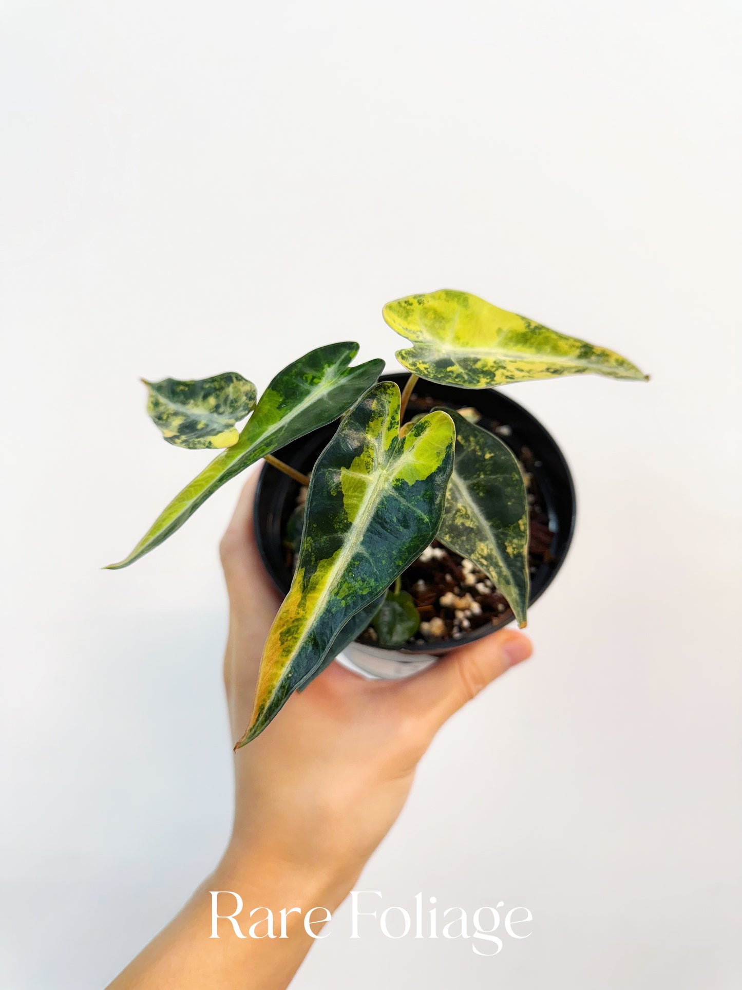 Alocasia Bambino Aurea Variegated 4”