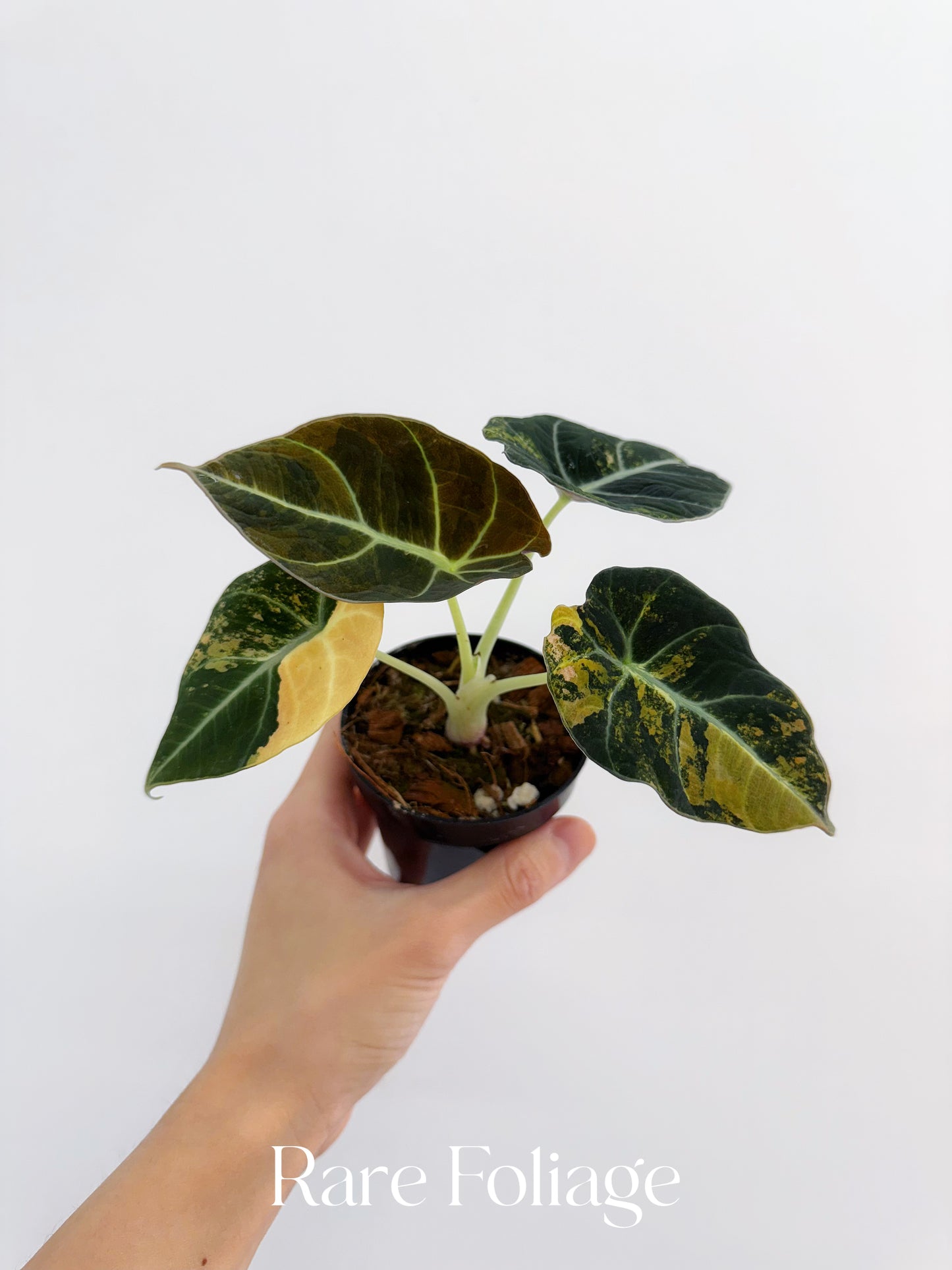 Alocasia Black Velvet Gold Variegated 3” Exact Plant