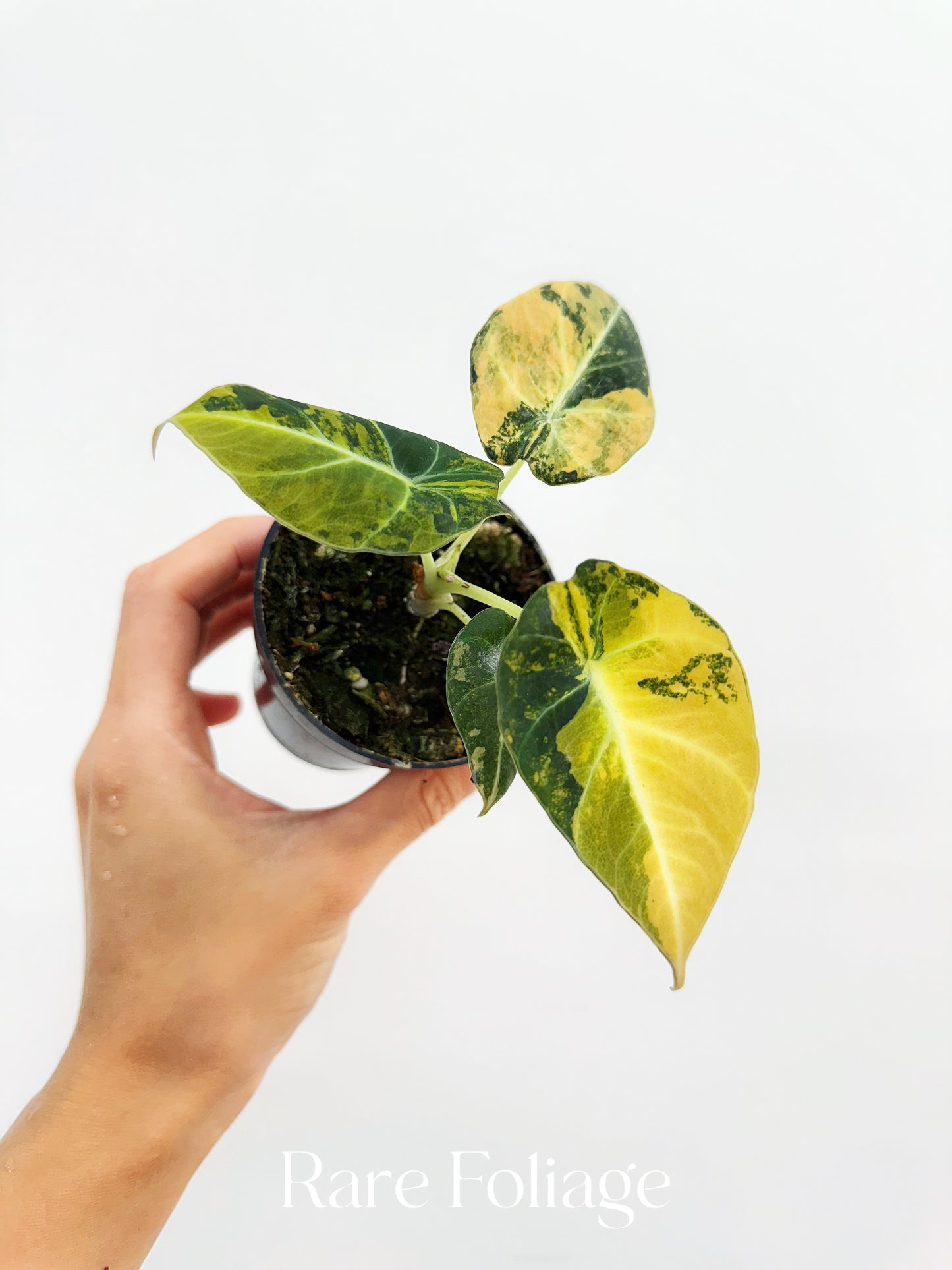 Alocasia Black Velvet Gold Variegated 3"