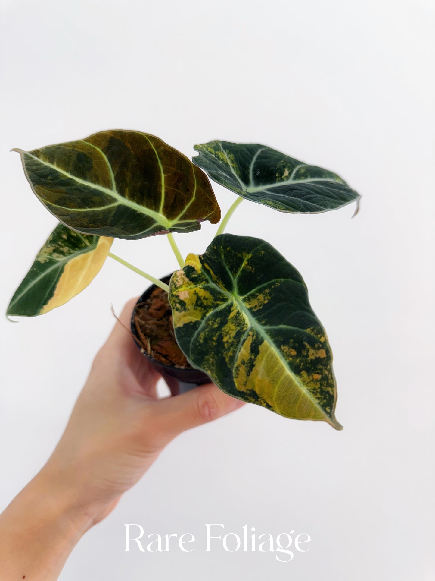 Alocasia Black Velvet Gold Variegated 3” Exact Plant