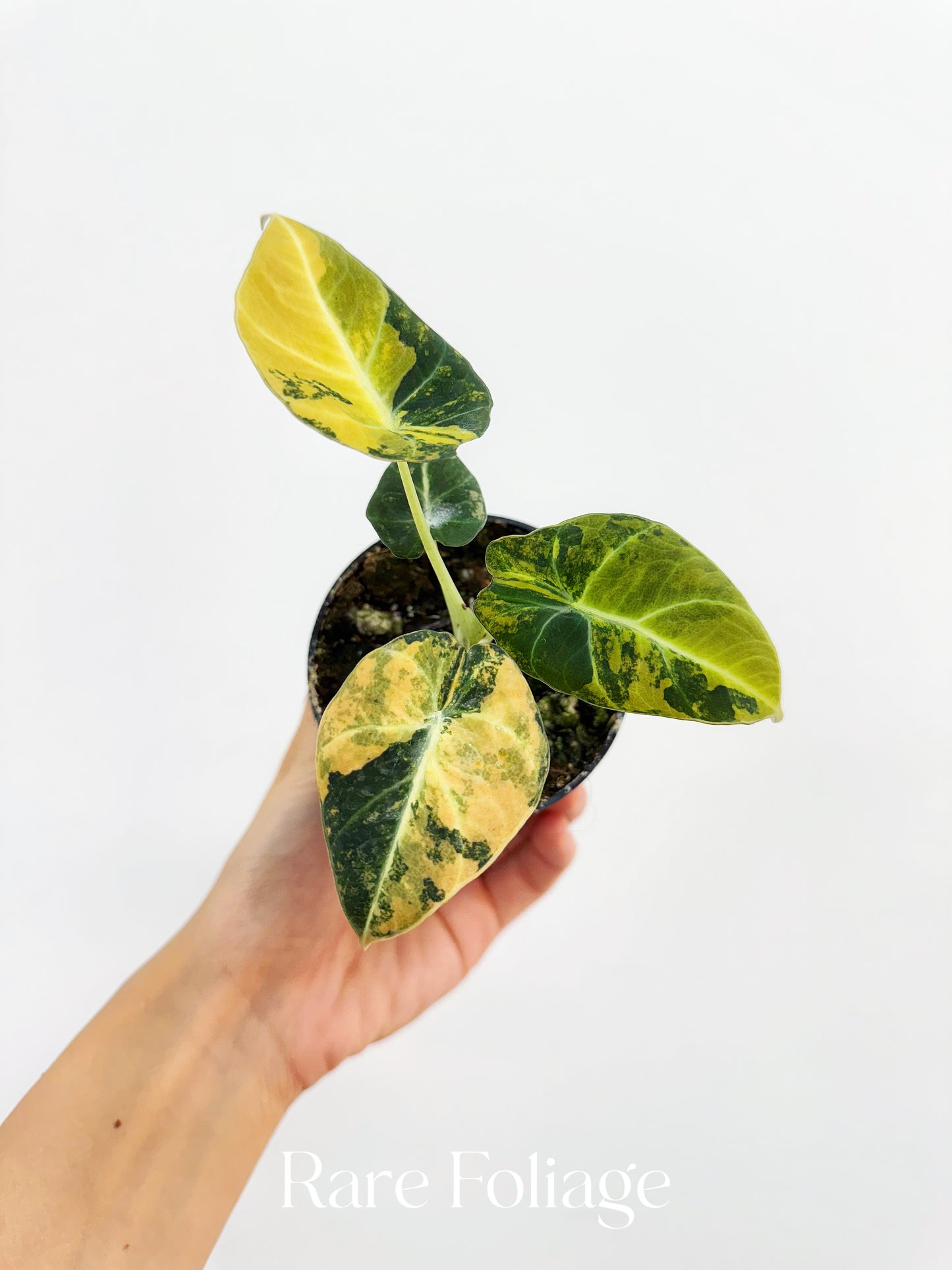 Alocasia Black Velvet Gold Variegated 3"