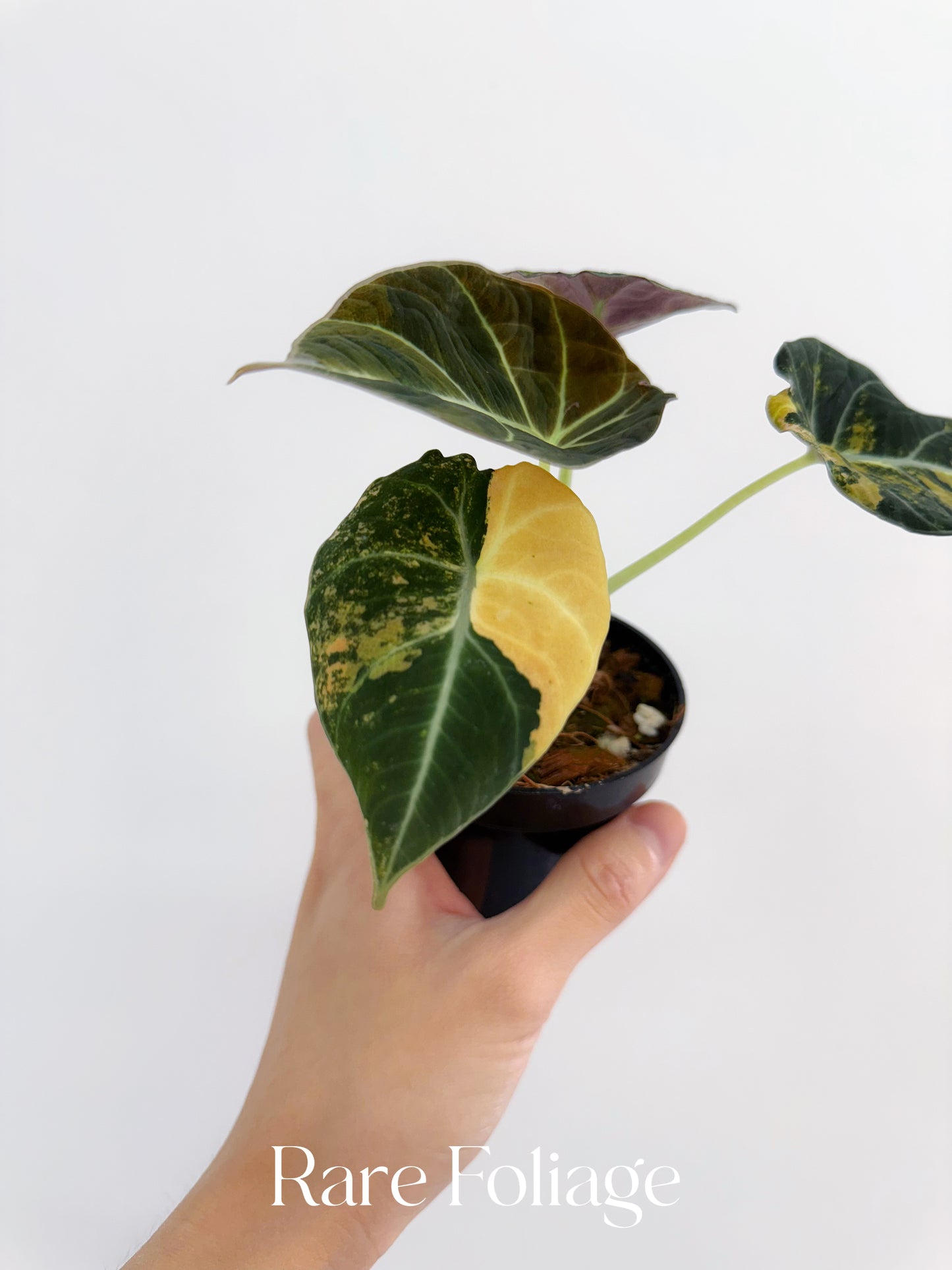 Alocasia Black Velvet Gold Variegated 3” Exact Plant