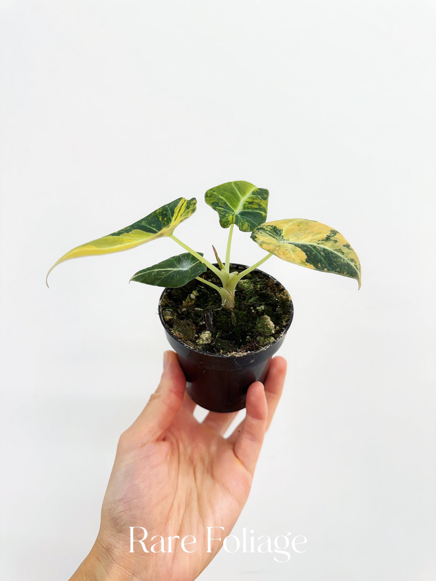 Alocasia Black Velvet Gold Variegated 3"