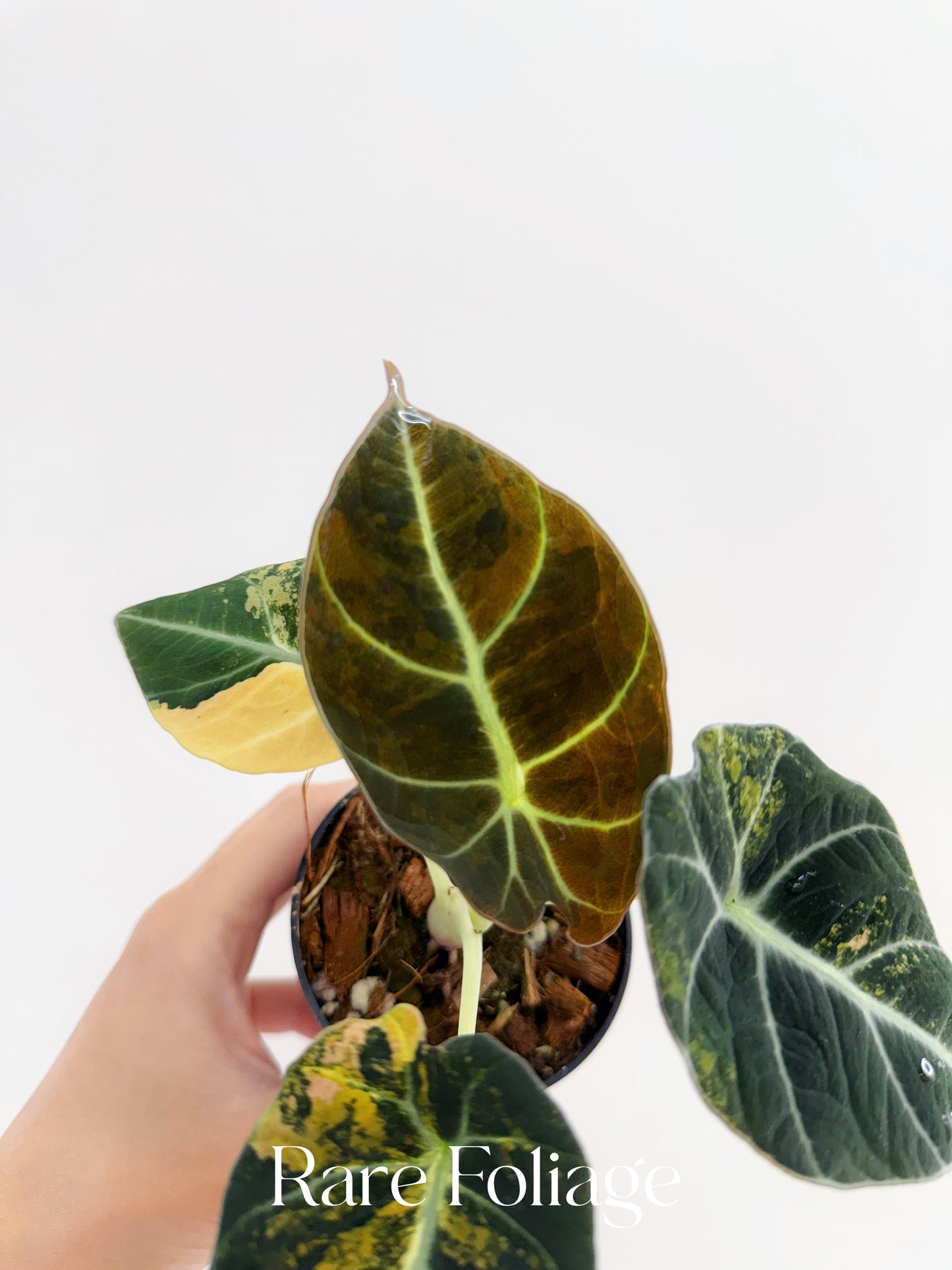 Alocasia Black Velvet Gold Variegated 3” Exact Plant