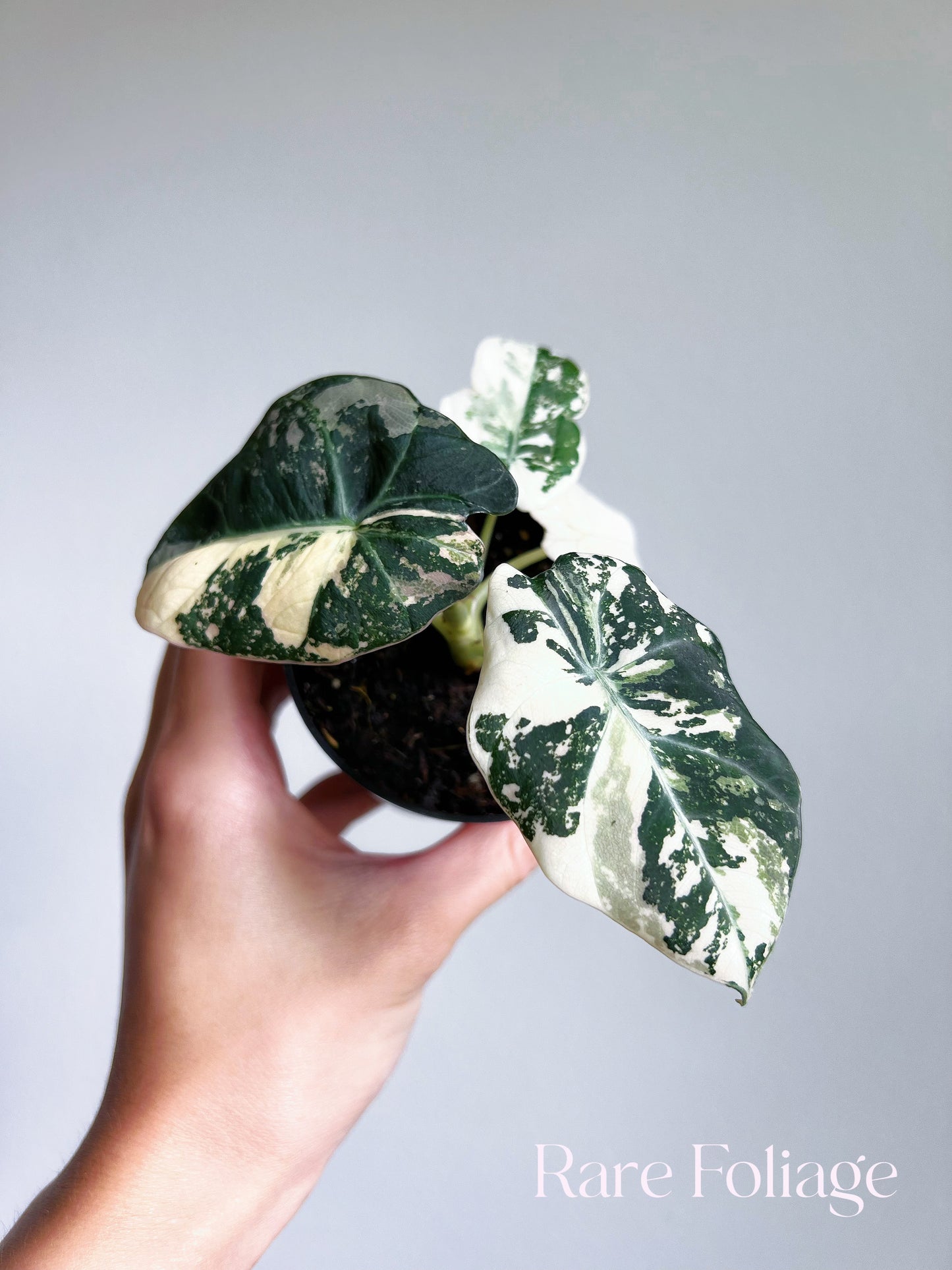 Alocasia Black Velvet Pink Variegated 3”