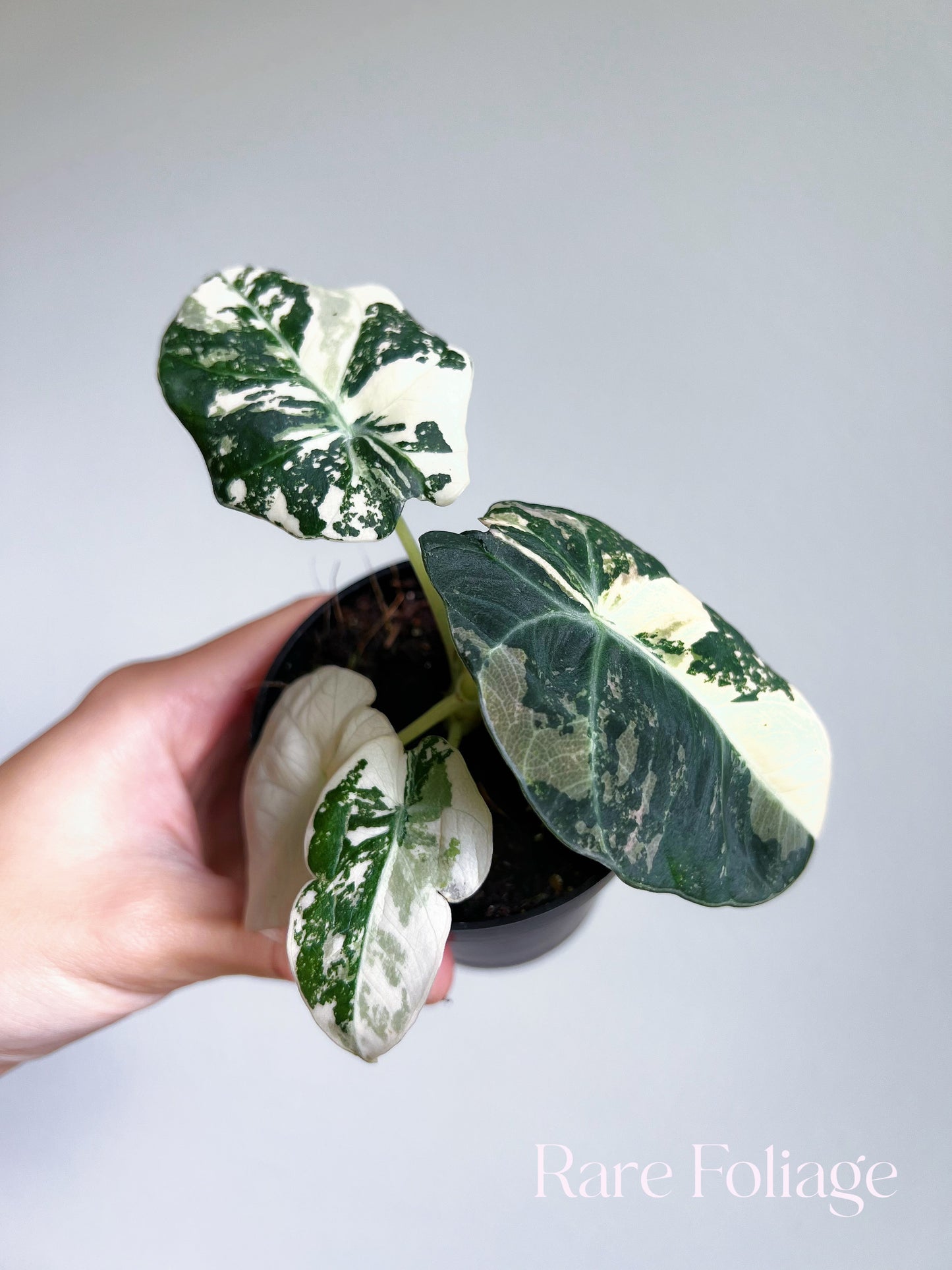 Alocasia Black Velvet Pink Variegated 3”