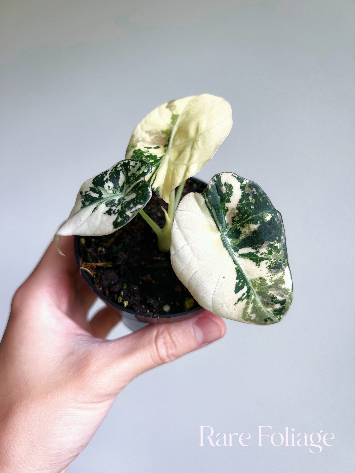 Alocasia Black Velvet Pink Variegated 3”