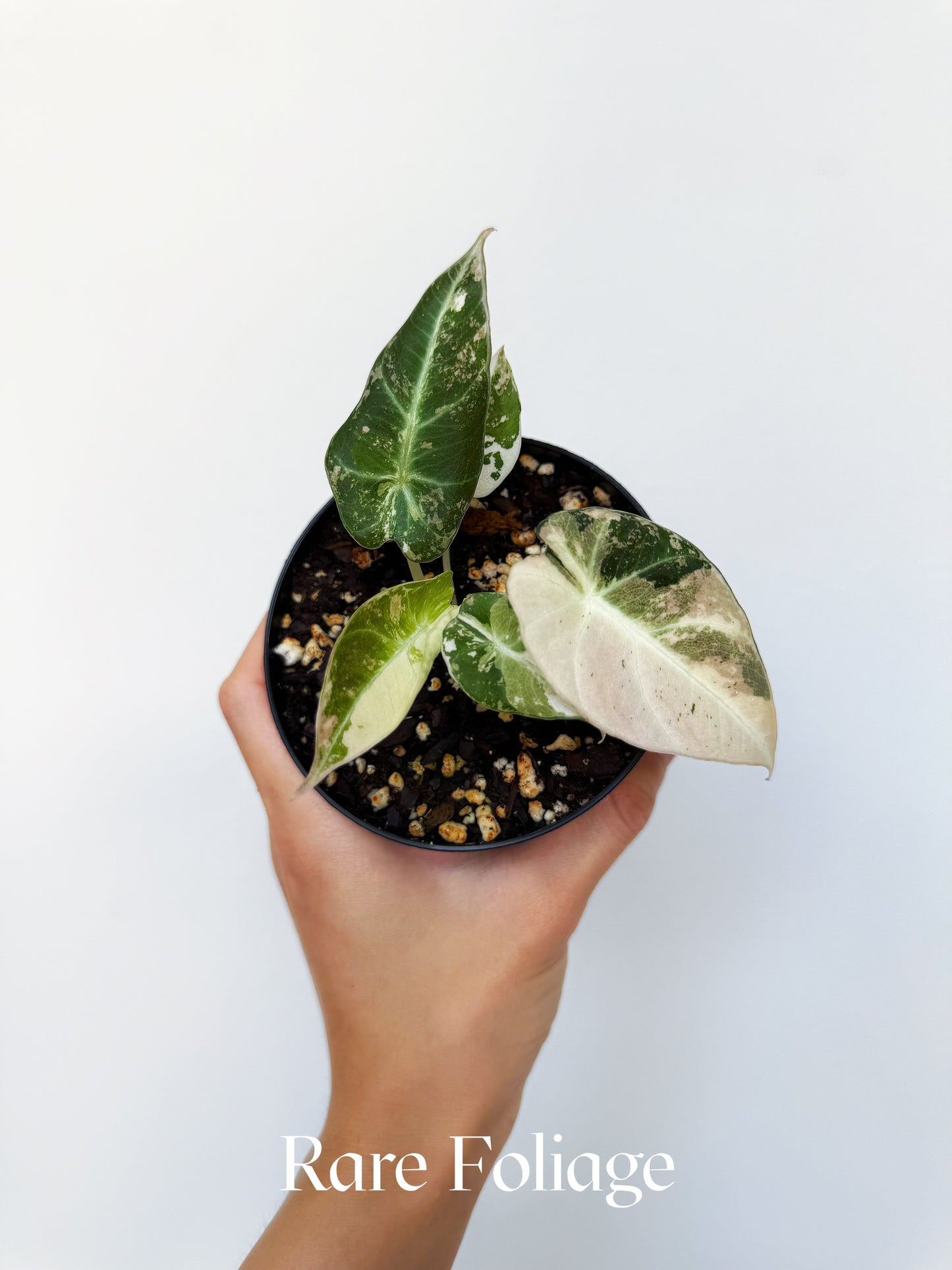 Alocasia Black Velvet Pink Variegated 4”